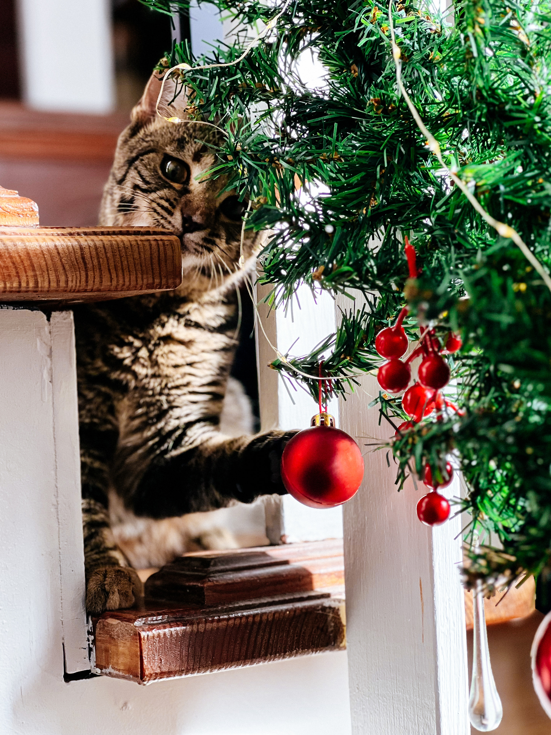 A cat playing with Christmas decorations. 