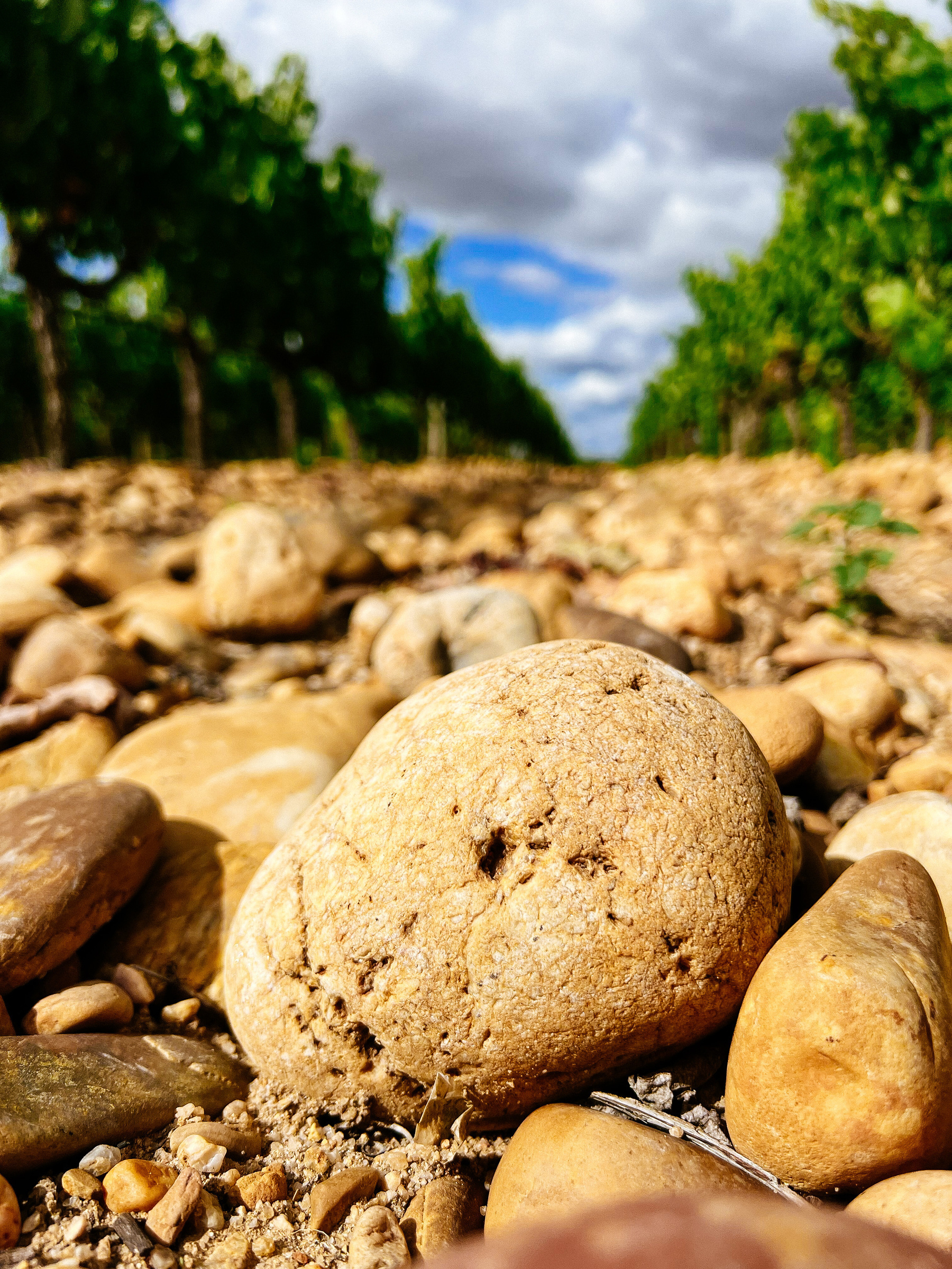 Closeup of rocks on a vineyard. 