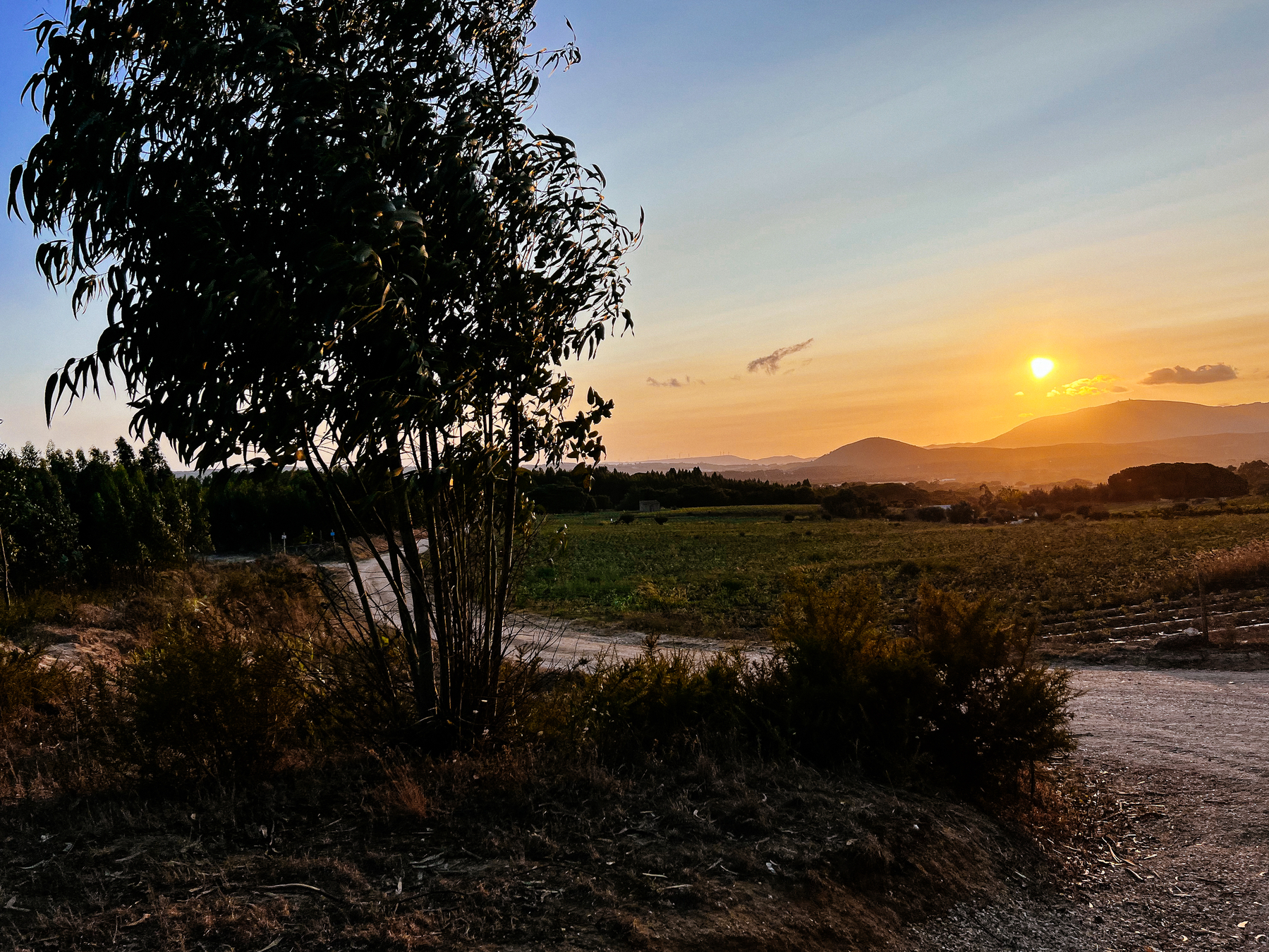 Sunset in a country road. Mountains in the background, a tree (eucalyptus?) in the foreground. 