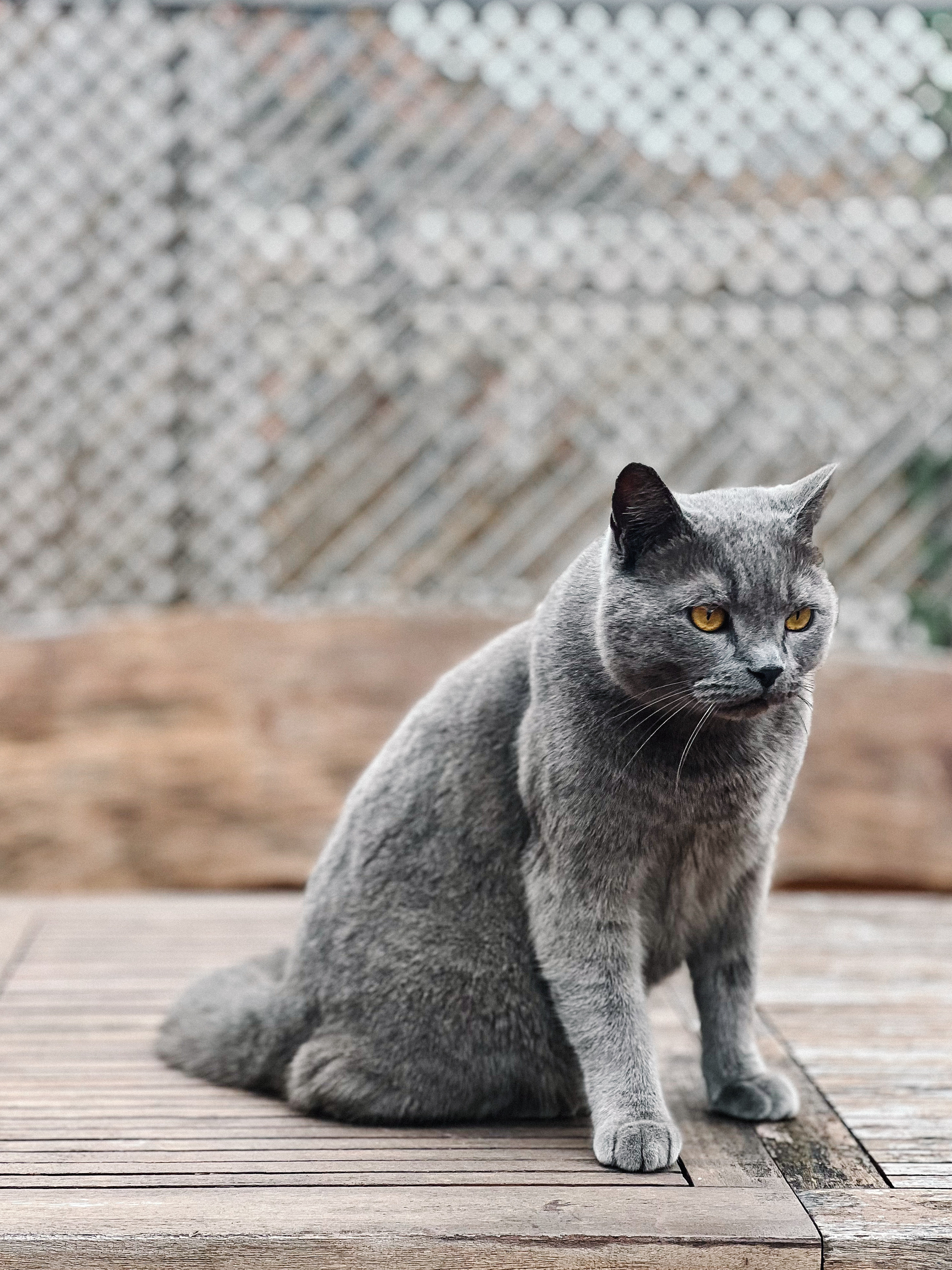 Gaspar, a beautiful grey cat. He looks slightly depressed. 