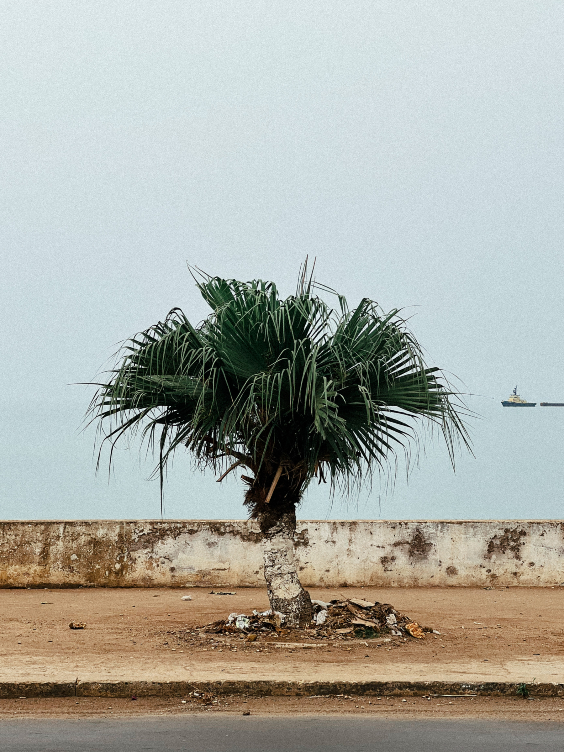 A lonely, short, palm tree. It’s on a dirty sidewalk next to the sea. 