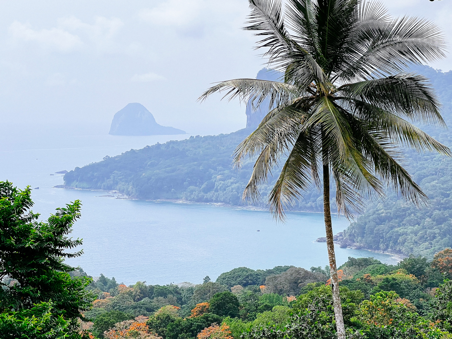 Rainforest landscape. We can see the ocean, an islet far away, and a big palm tree in the foreground. 