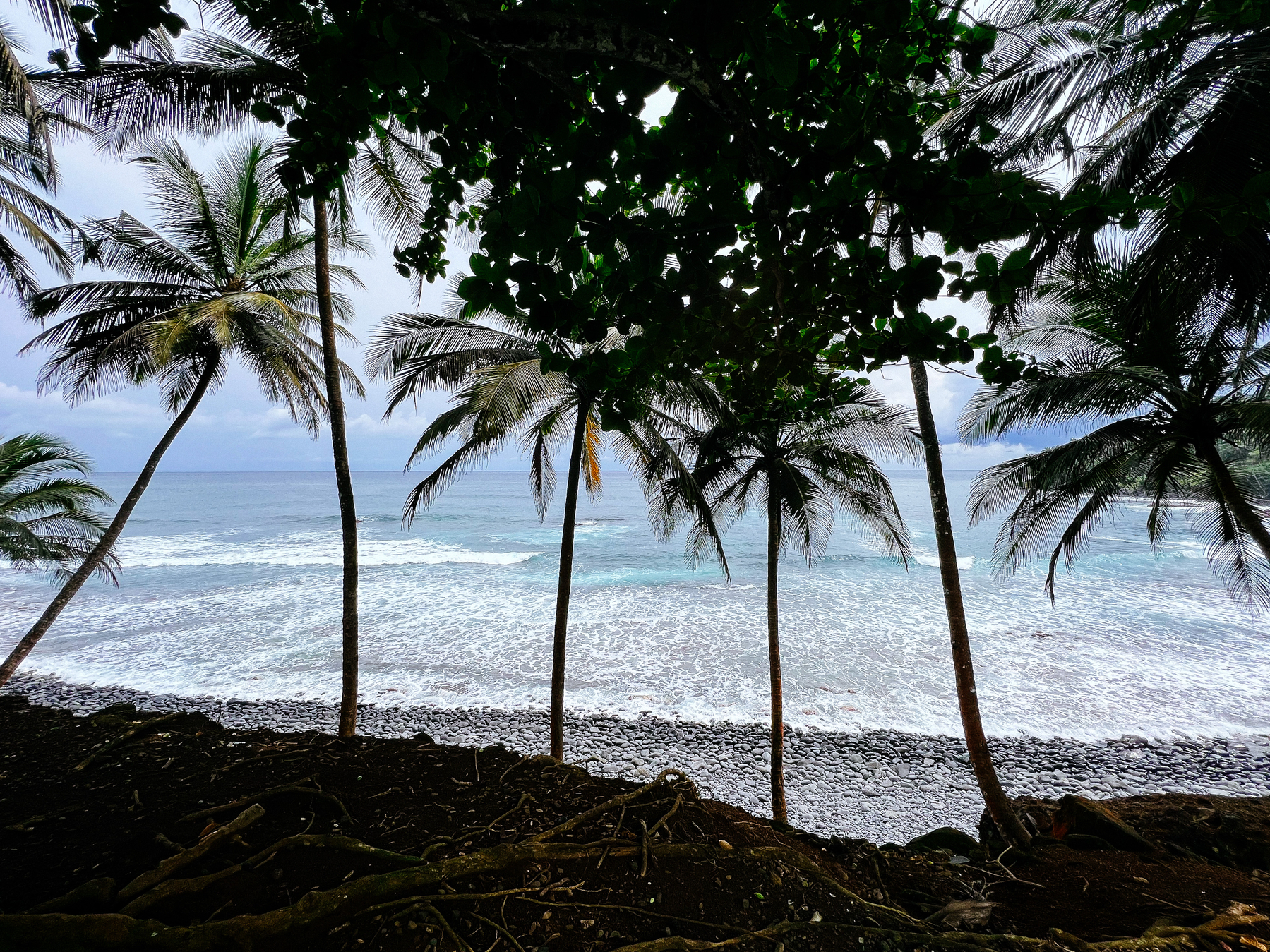A tropical beach. Palm trees. 