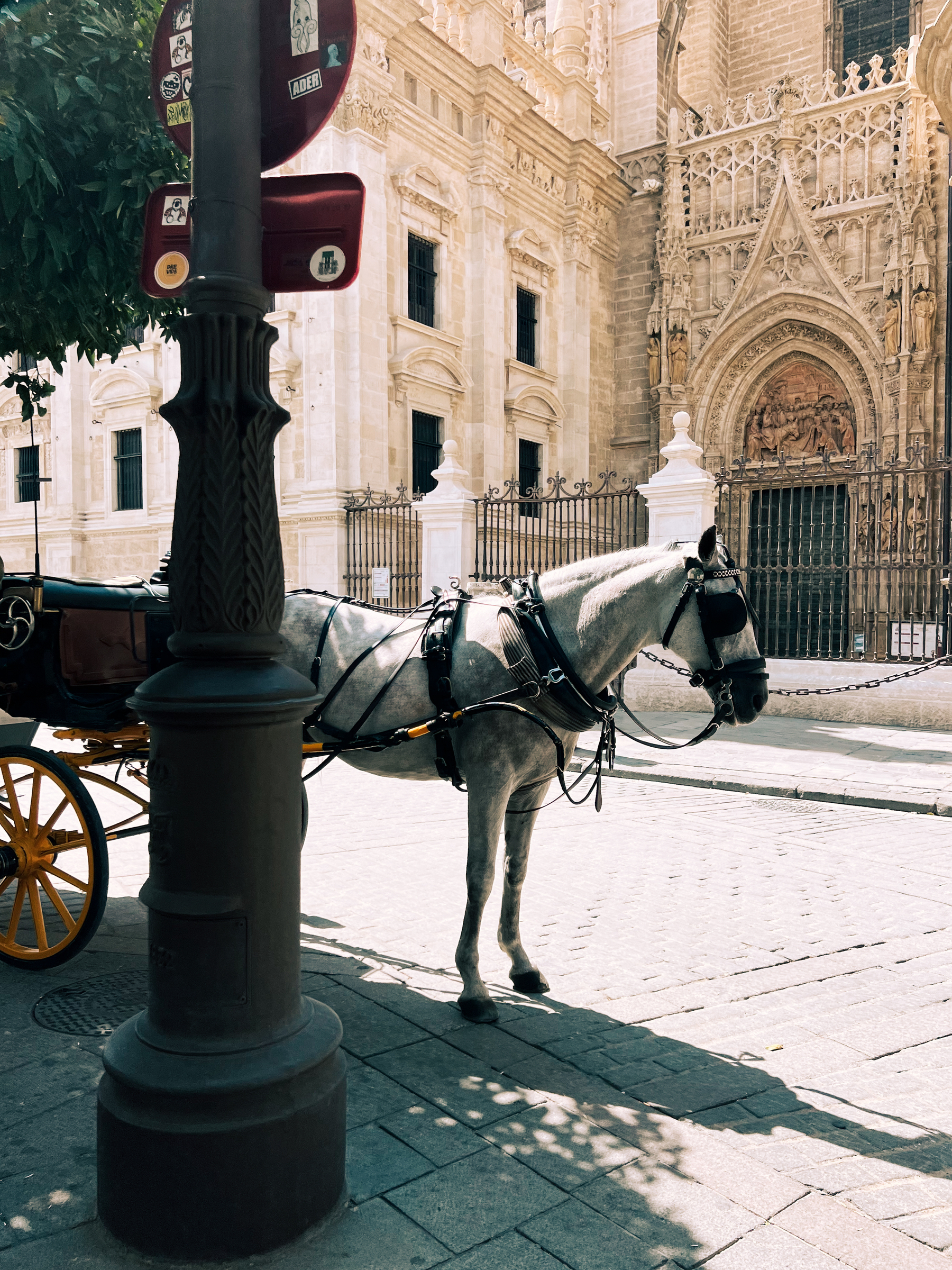A horse waiting for tourists. 