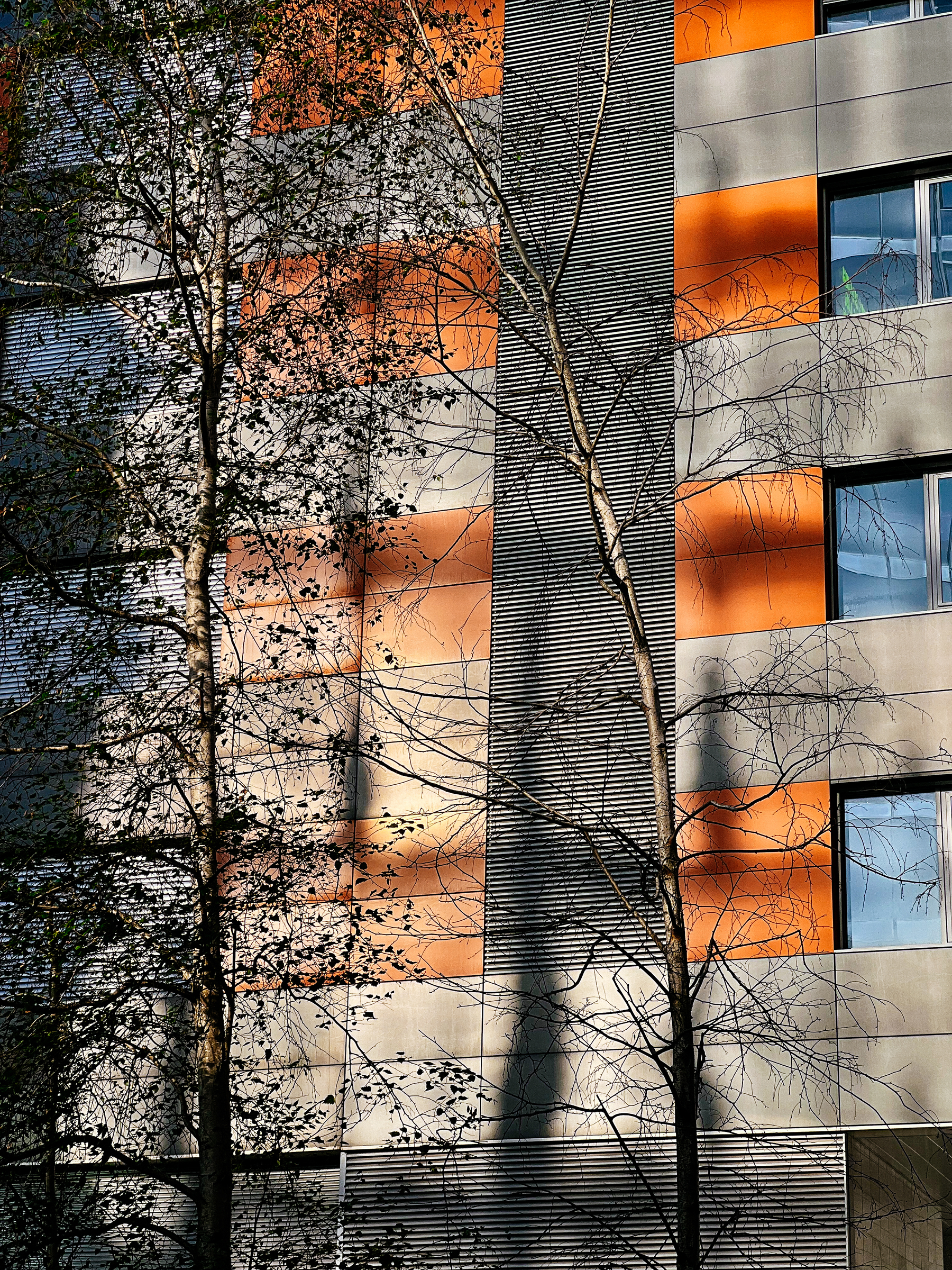 Detail of a building, with some trees in front of it, and sunlight reflected by the windows.