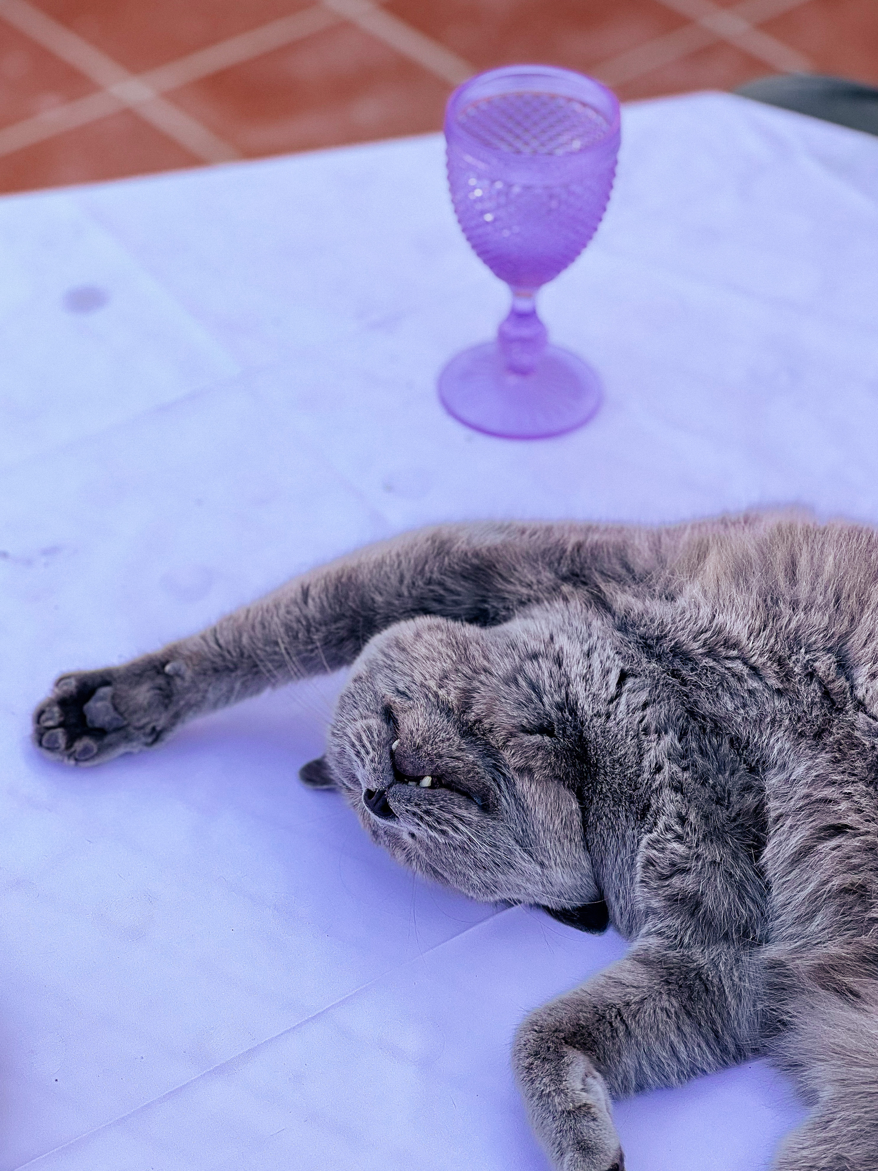 A cat sleeping on a table, with a glass besides him. 
