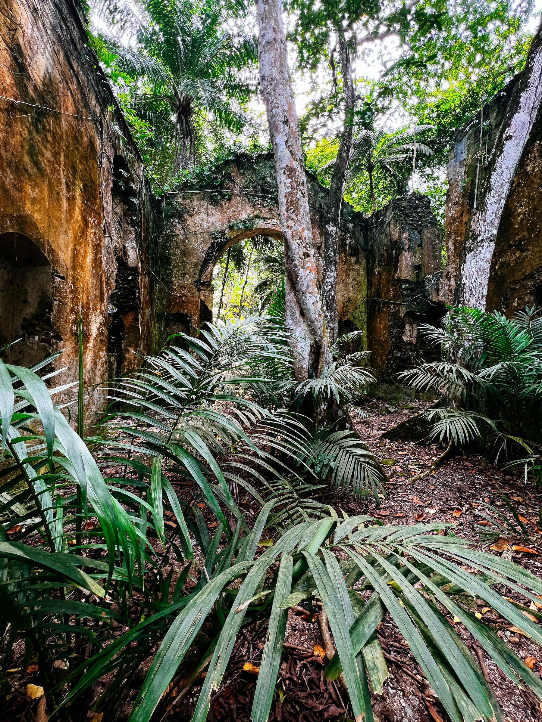 Ruins in the middle of the rain forest. 