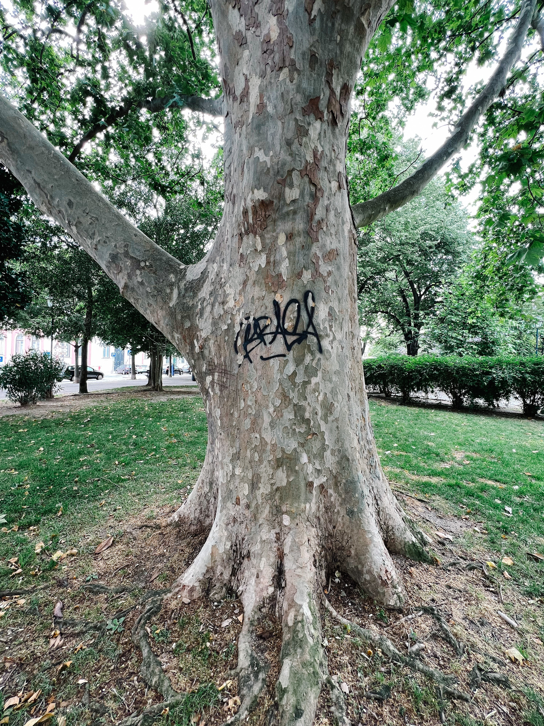 A tree with a tag graffitied on it. 