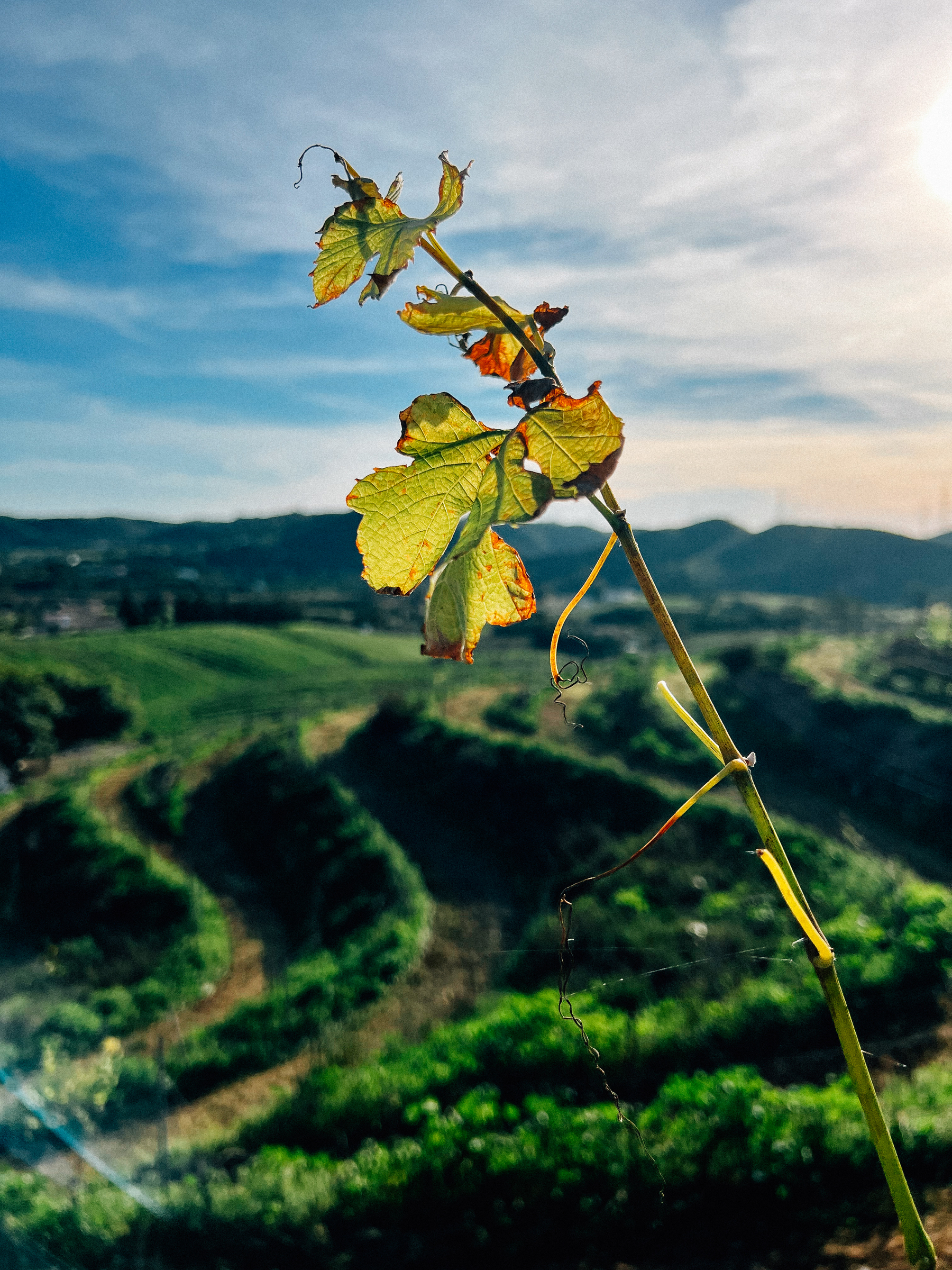 A sunlit close-up of grapevine leaves against a blurred background of rolling vineyard hills.