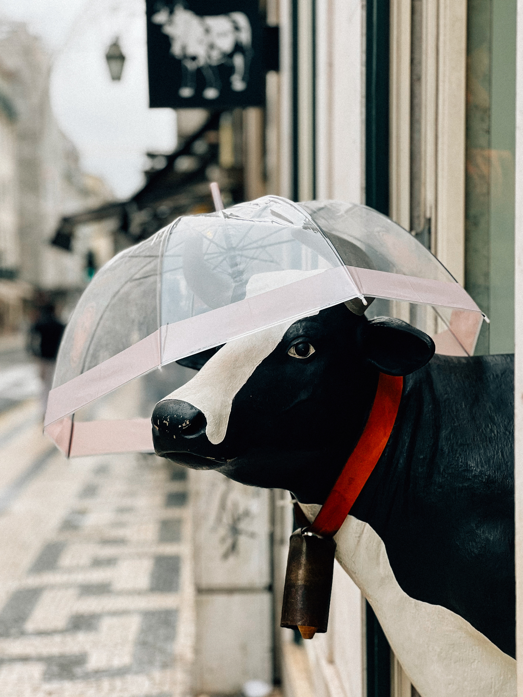 A statue of a cow wearing a red scarf with a bell, holding a transparent umbrella with its mouth, against a blurred street background.