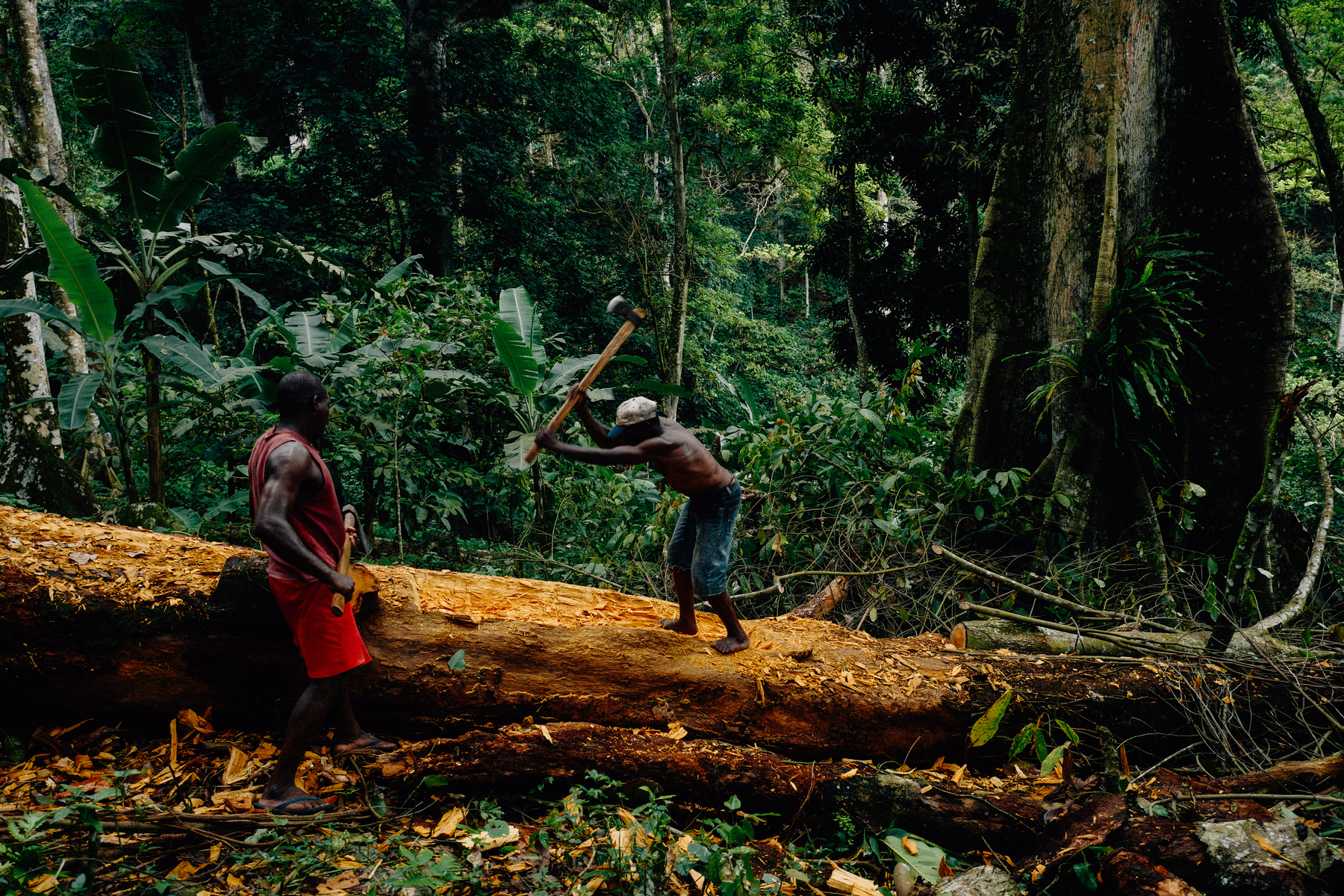 Two men working with axes on a log in a tropical forest.