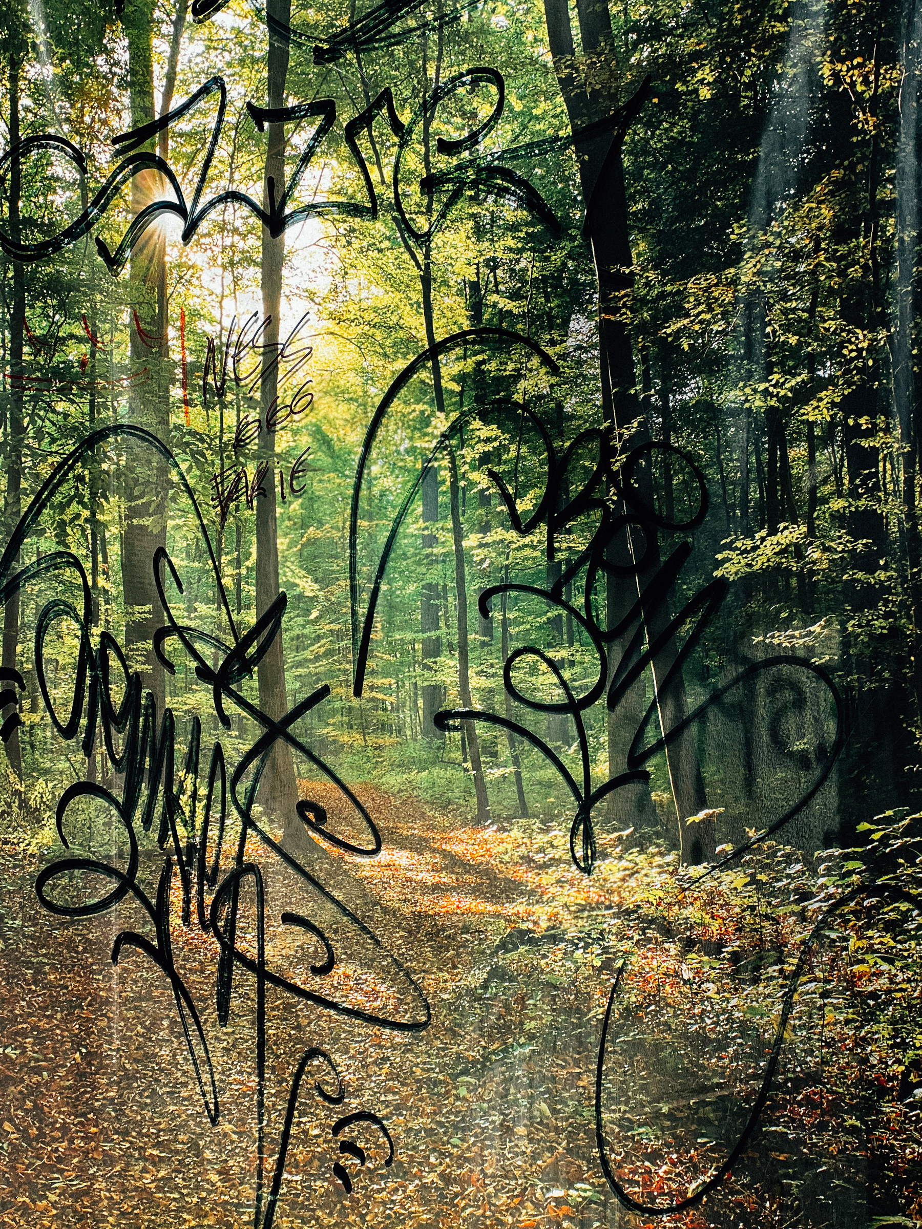 The image shows a forest scene with sunlight filtering through the trees. There are scribbles or graffiti-like marks superimposed on the image, obscuring parts of the forest view. Leaves on the ground suggest autumn.