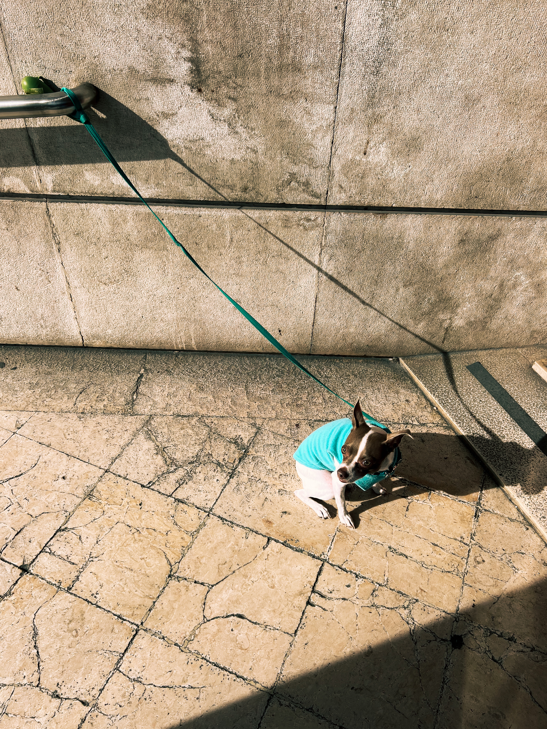 A small dog wearing a turquoise sweater tied to a metal railing with a green leash, standing on a patterned pavement and looking upwards, with shadows casting over the scene.