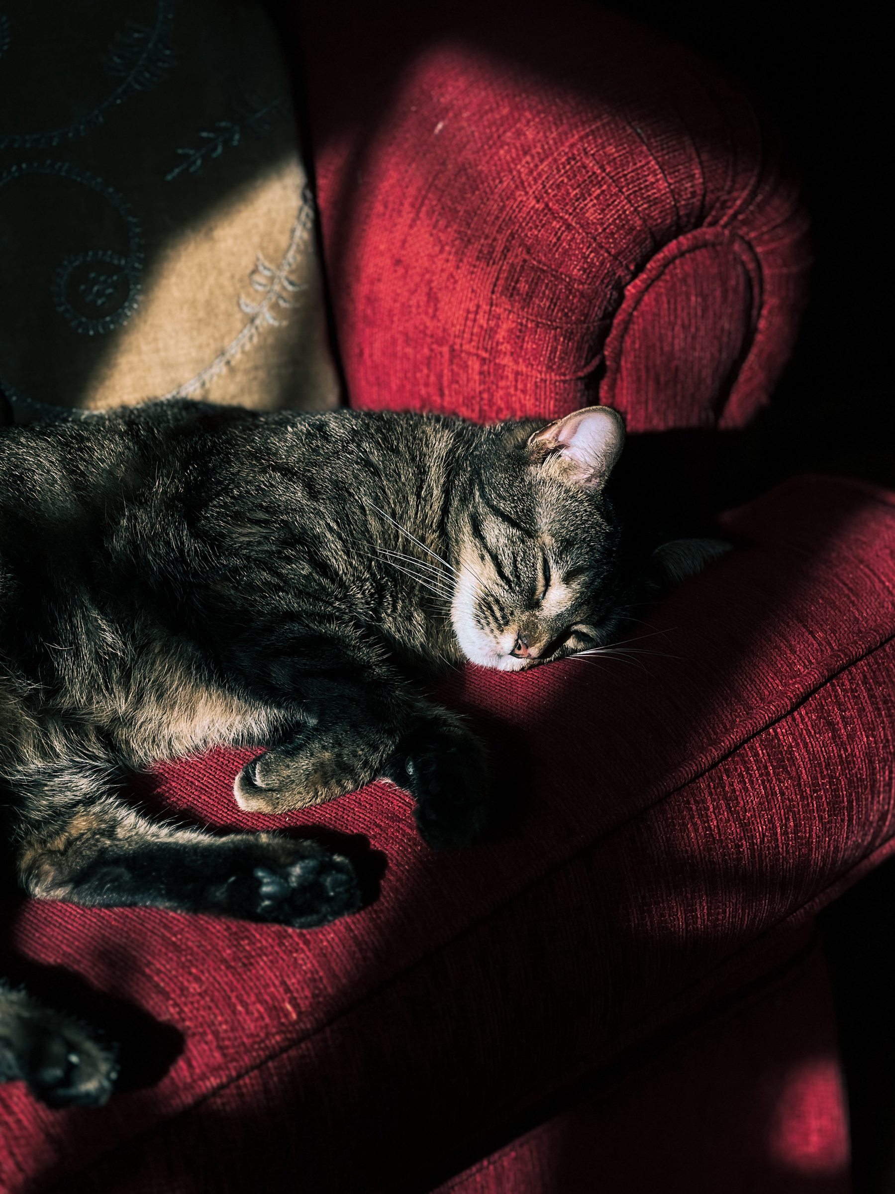 A cat sleeps on a red sofa in a beam of sunlight.