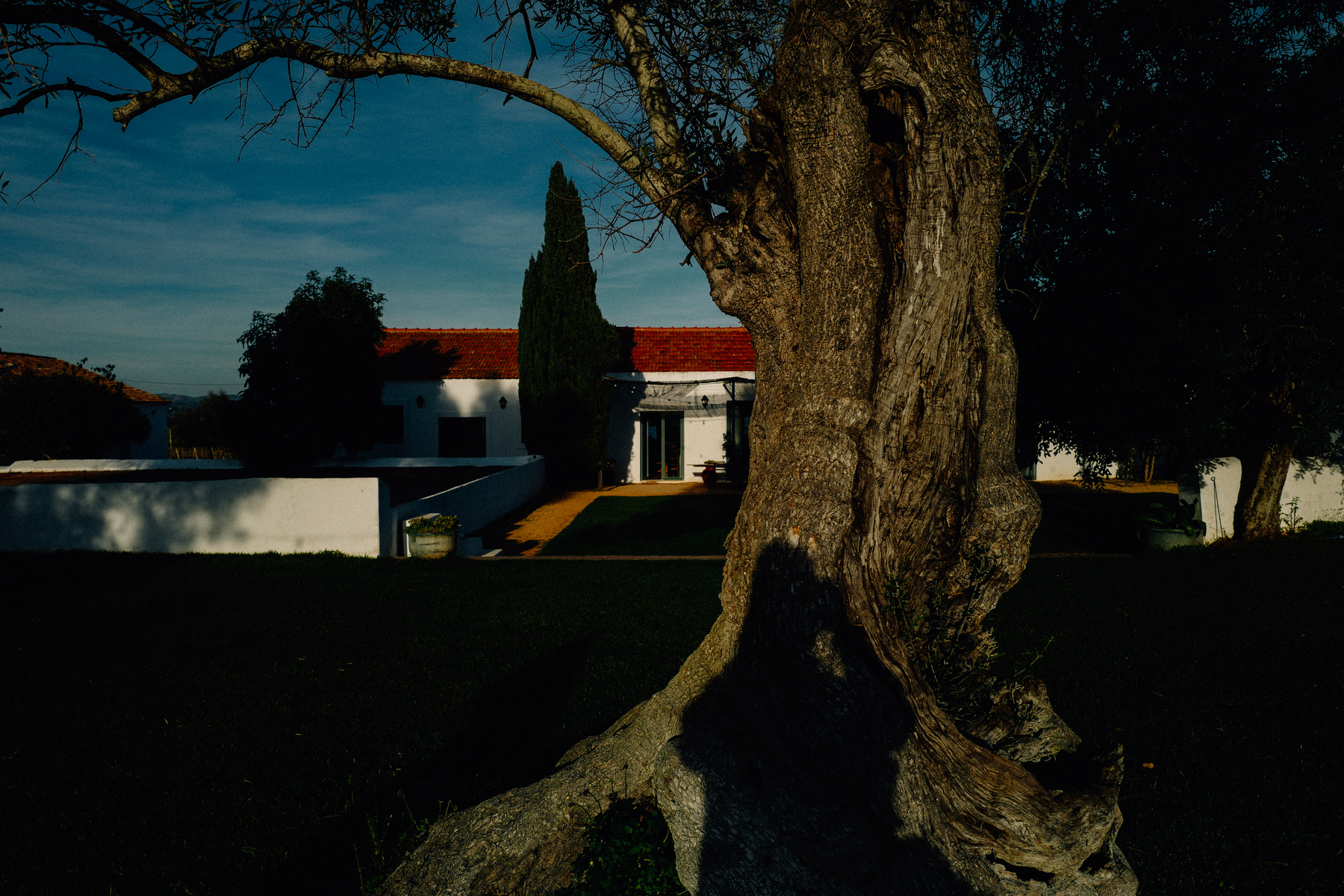 An old tree with a gnarled trunk in the foreground, with a white building with a red roof and a tall cypress tree in the background, set against a clear blue sky.