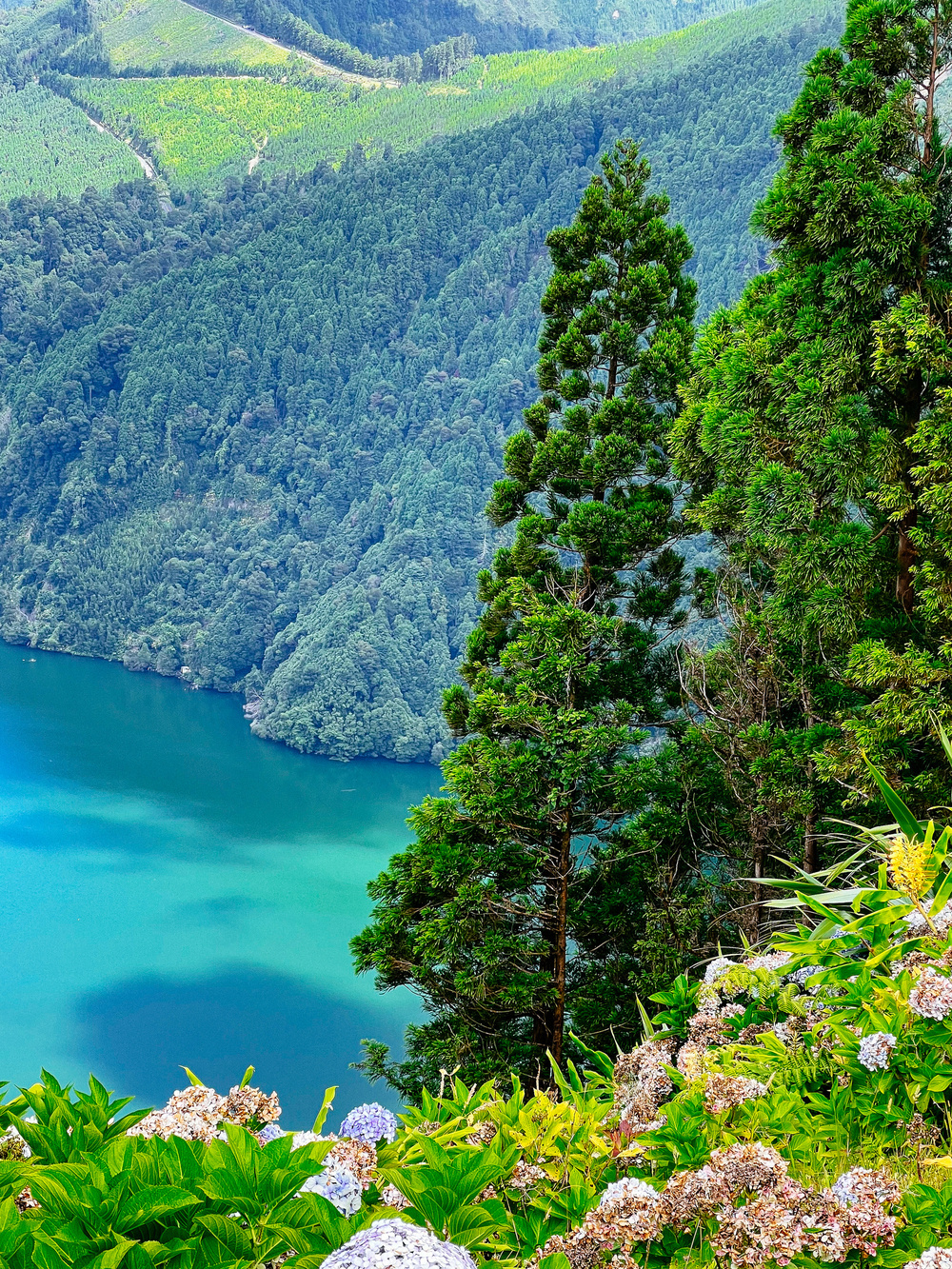 A scenic view of a lake surrounded by dense, green forests. Tall trees are in the foreground, and colorful flowers and plants are visible at the bottom of the image. The landscape features rolling hills and varied shades of greenery.