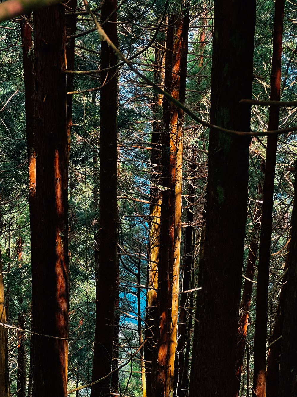 A dense forest with tall, closely spaced trees. Sunlight filters through the branches, casting light and shadows on the trunks. In the background, glimpses of a blue body of water can be seen through the trees.