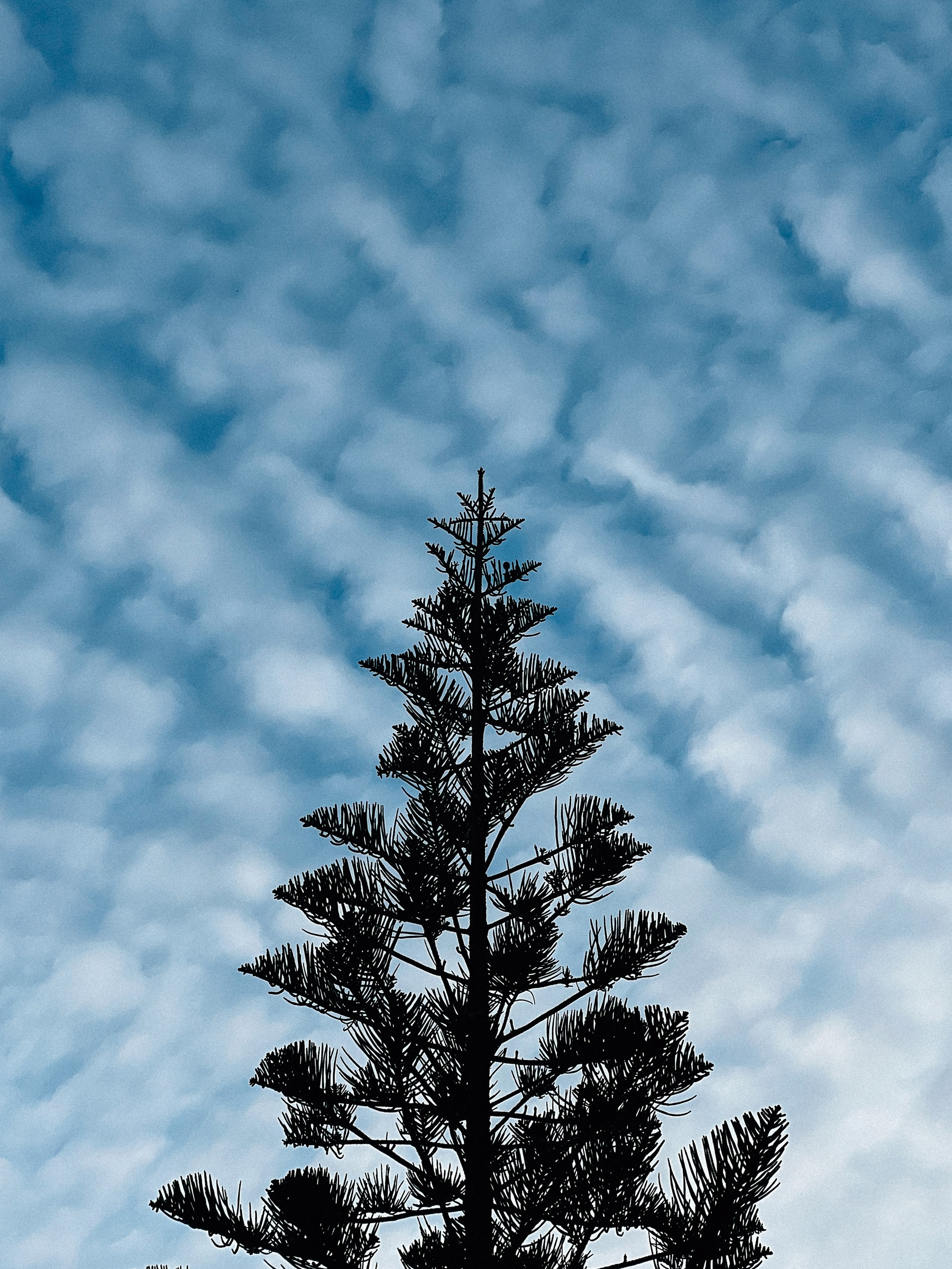 A Norfolk Island Pine tree silhouetted against a blue sky with a pattern of wispy, white clouds.