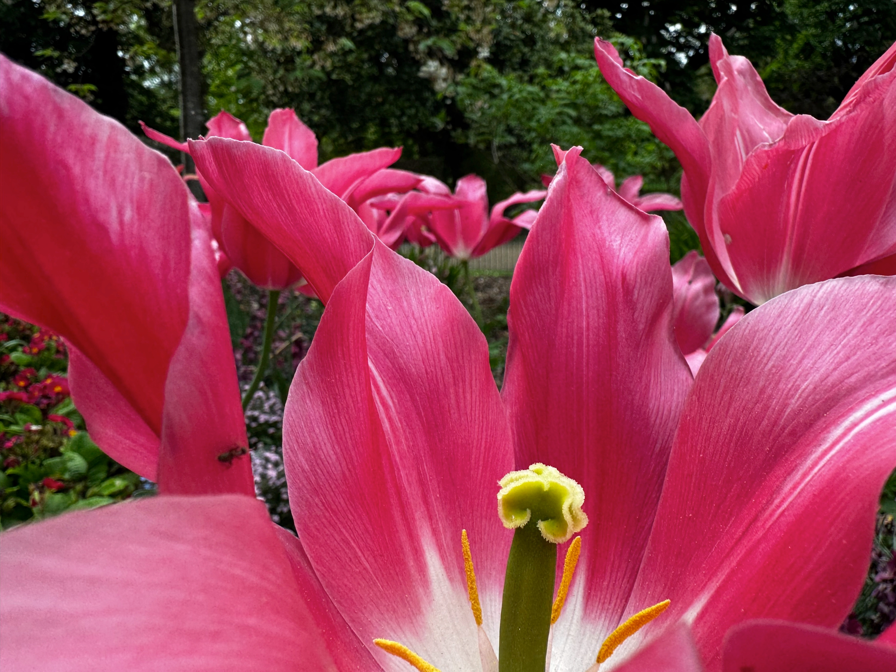 Close-up of vivid pink tulips with softly curved petals and visible stamens, filling the frame with saturated color against a blurred garden background.