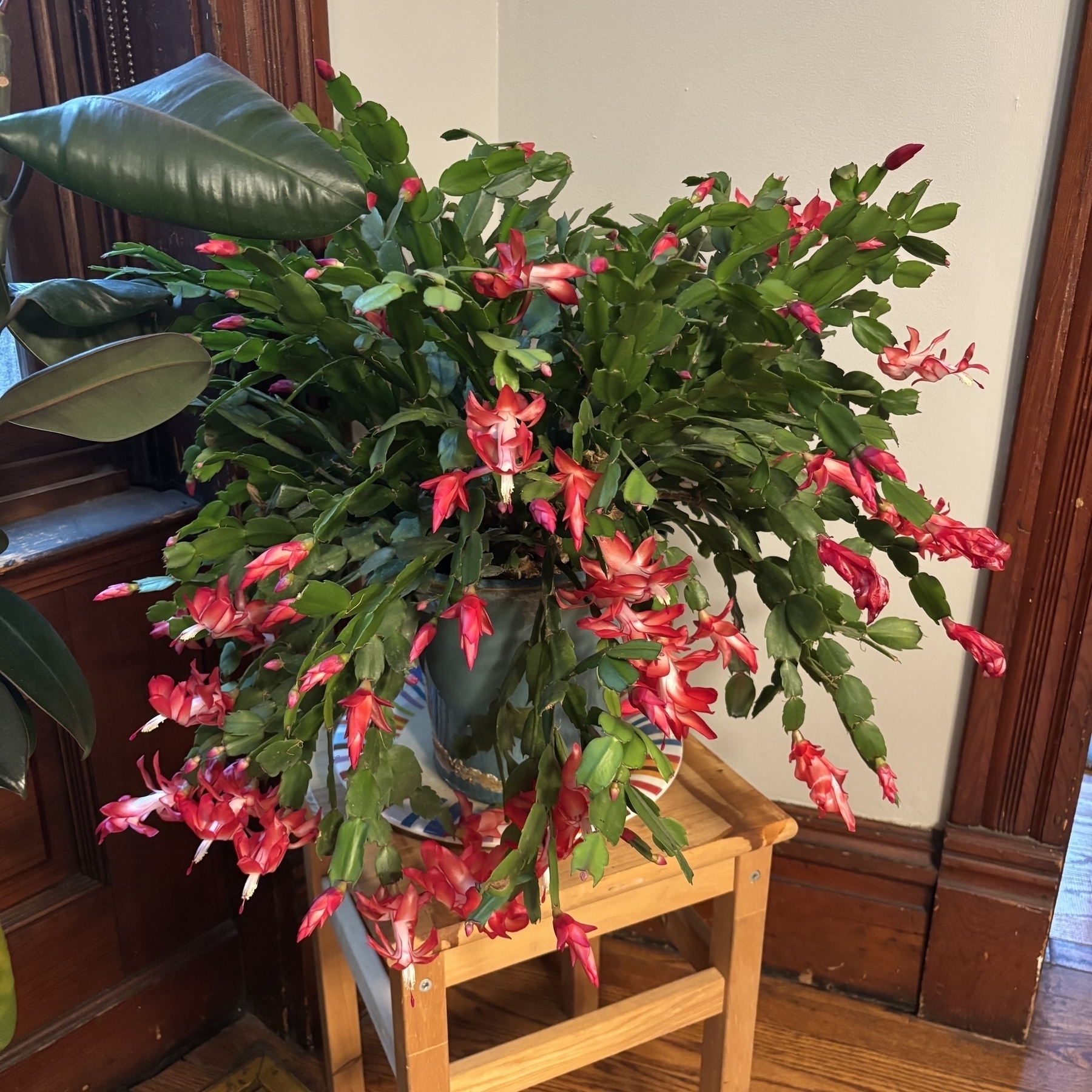 A green cactus-like plant with reddish flowers, some budding, many others in full bloom.