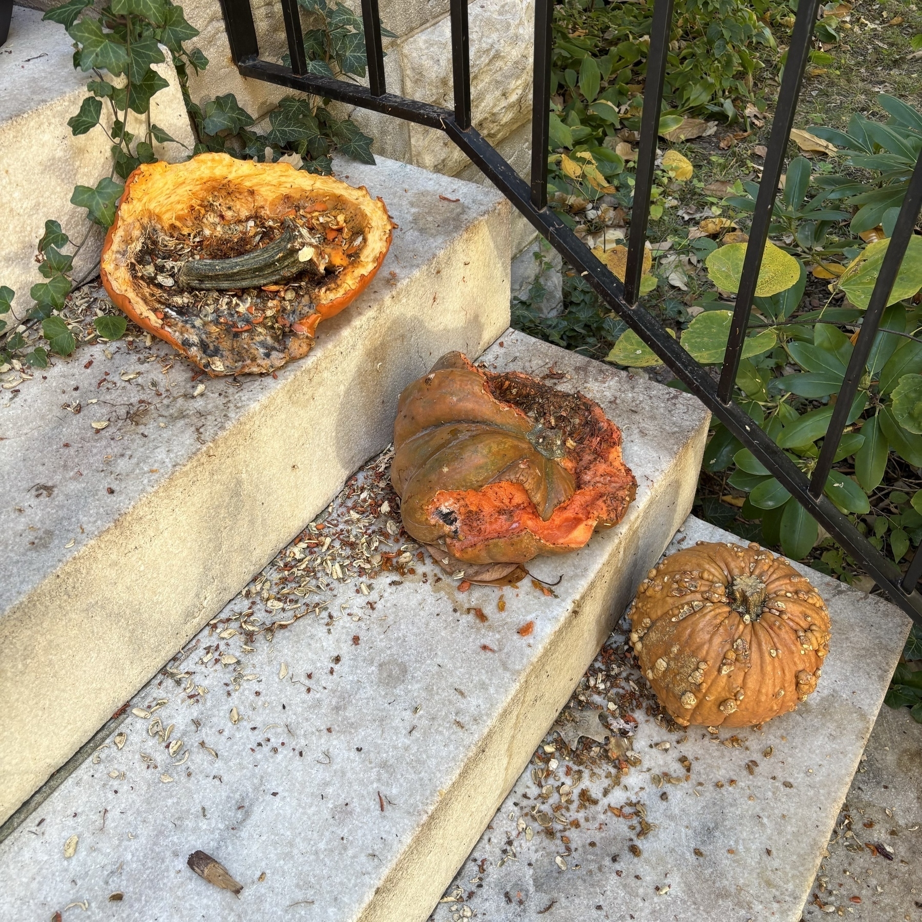 Three pumpkins displayed on front porch steps. Two of the three pumpkins have been decimated. The top one is just the bottom husk with the traditional curvy stem lying in a pool of pumpkin juice and seeds. The second is 2/3rds consumed with an even juicy-er substance oozing from its shriveled husk. The bottom pumpkin has warts all over it, so the squirrels never touched it. 