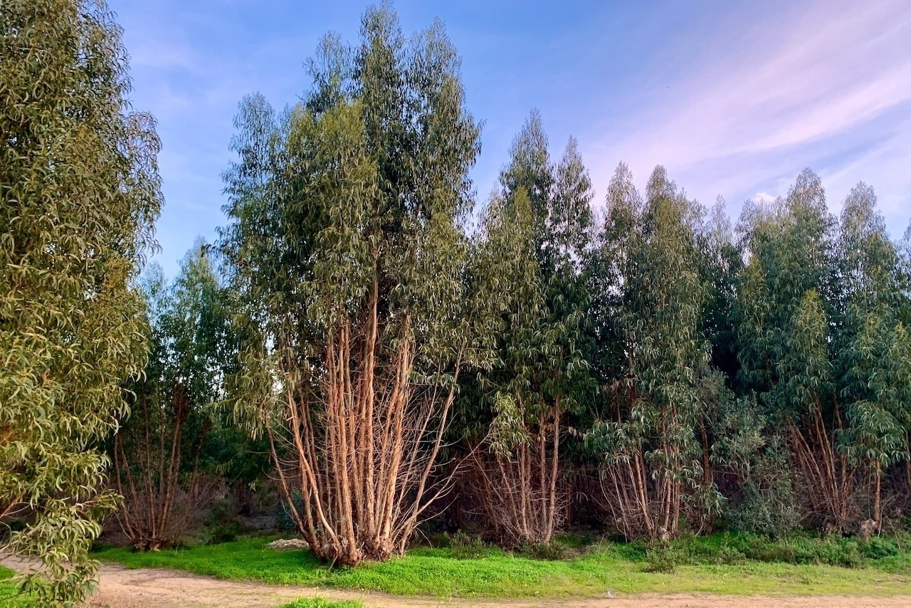 A grove of eucalyptus trees, that appear to each have multiple trunks or branches coming out of a central stump, rather than single central tree trunk. The sky is blue with a tinge of purple at sunset.