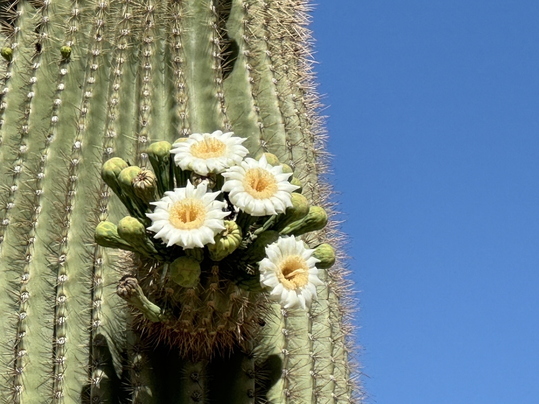 White blooms on a saguaro cactus