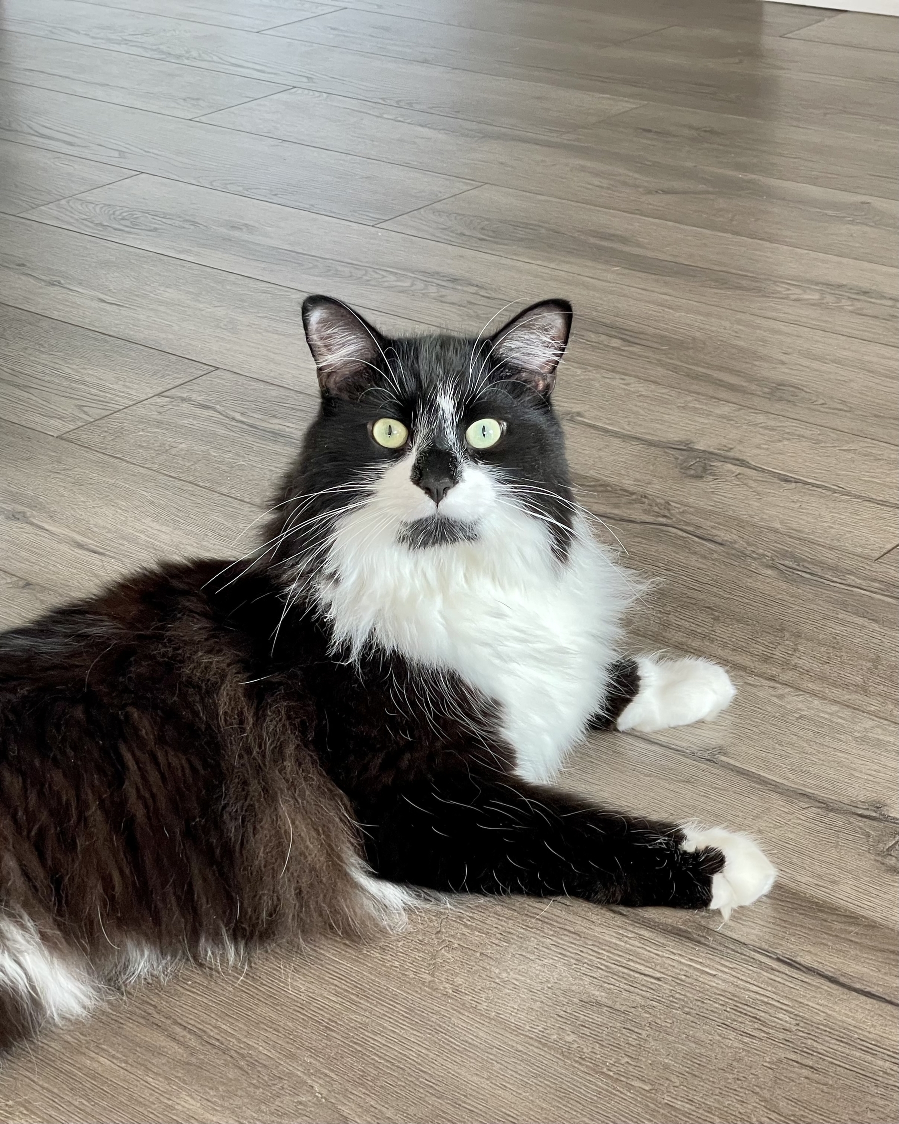 A black-and-white tuxedo cat is sprawled on the floor, his head upright with an alert expression on his face, looking directly into the camera.