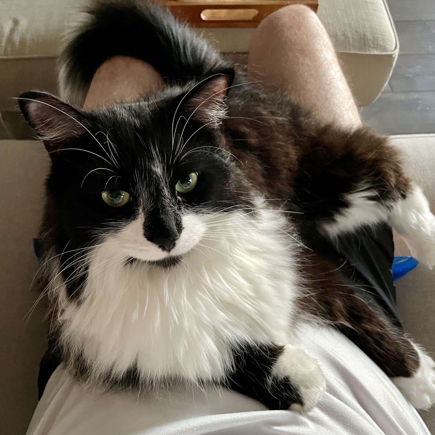 A top-down photo of a black-and-white tuxedo cat curled up on my lap, looking contentedly into the camera.