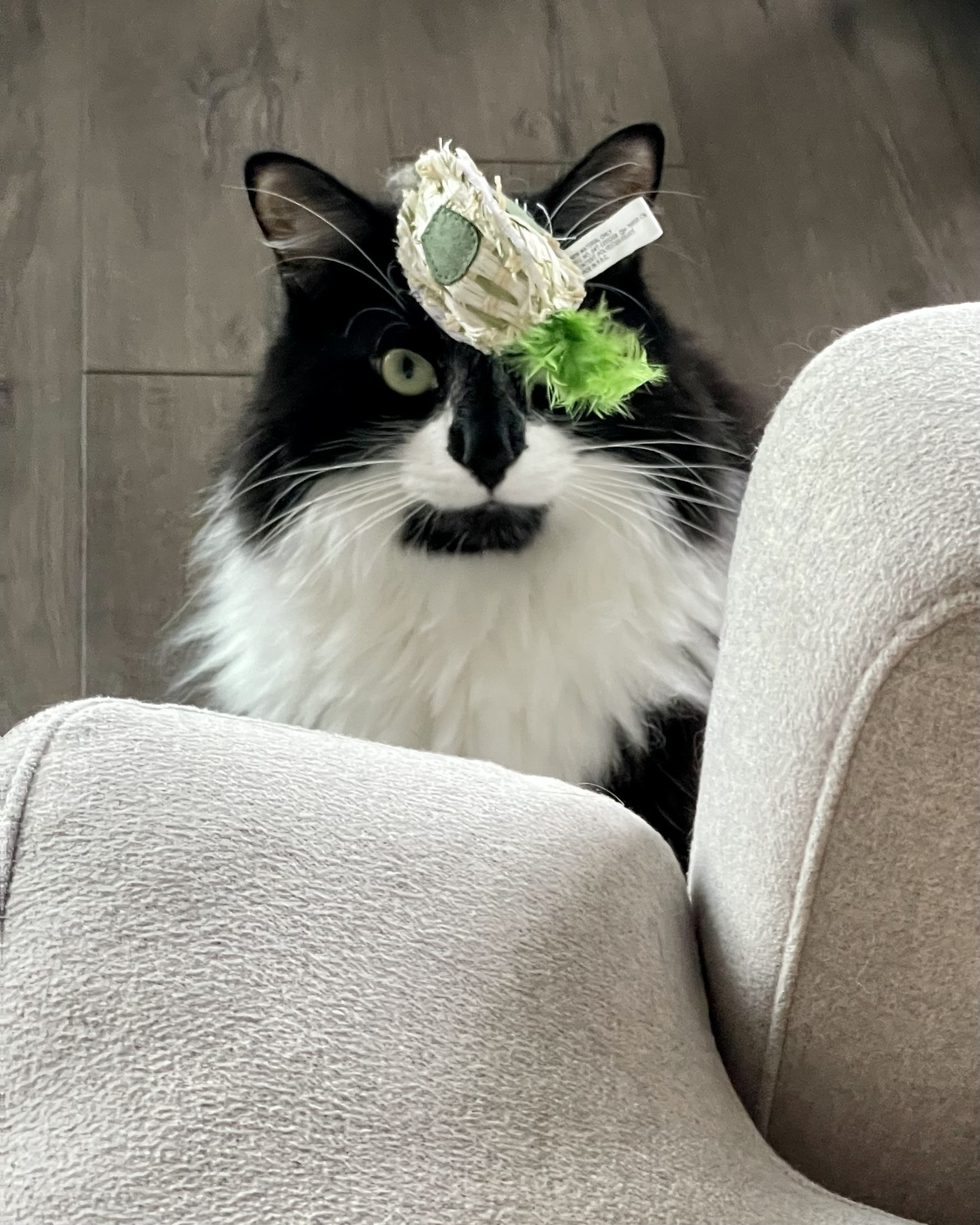 A photo of a black and white tuxedo cat sitting next to a couch with a toy mouse atop his head.