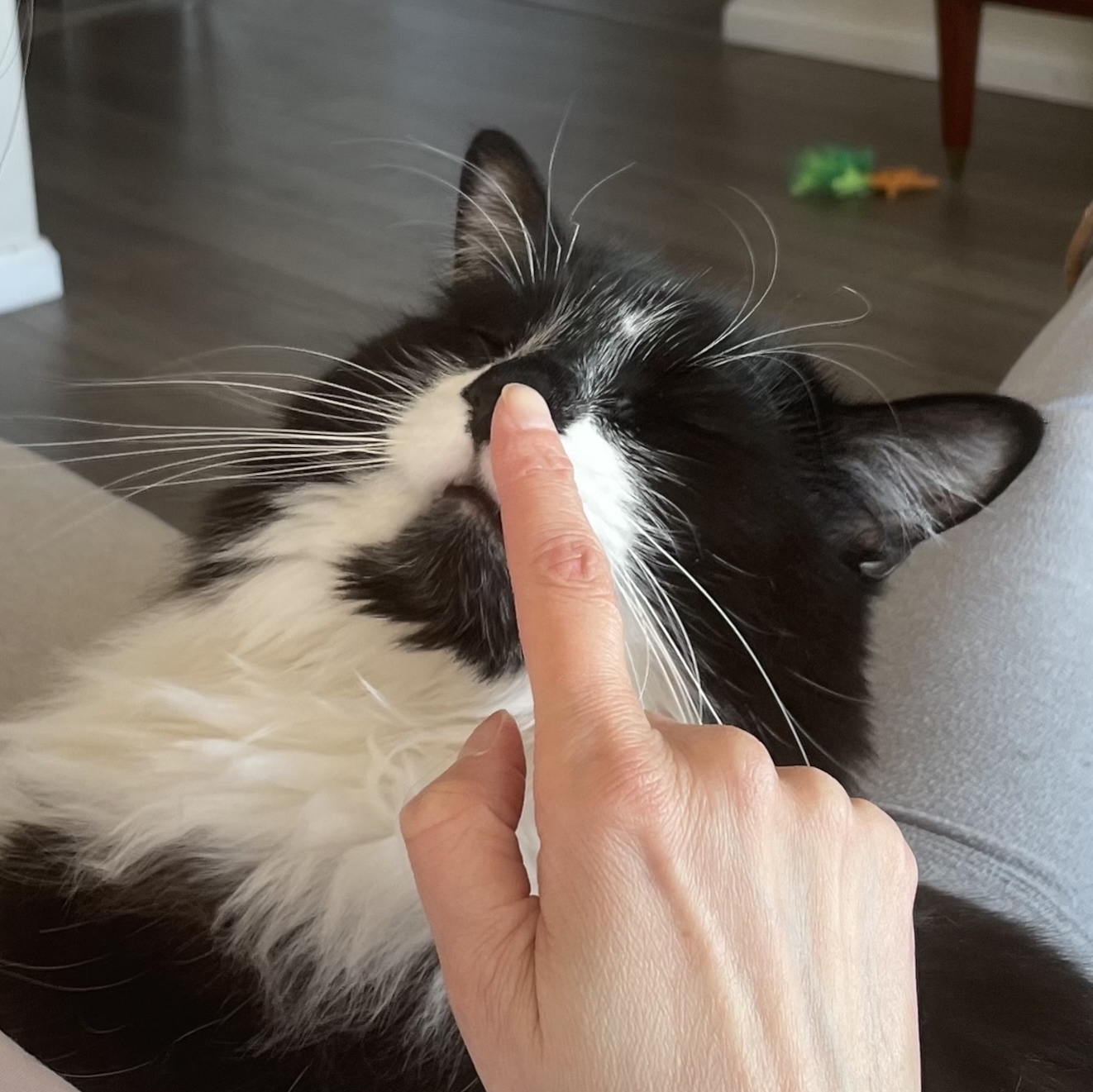 A black-and-white tuxedo cat makes a mushy face as someone’s index finger gently boops its nose.