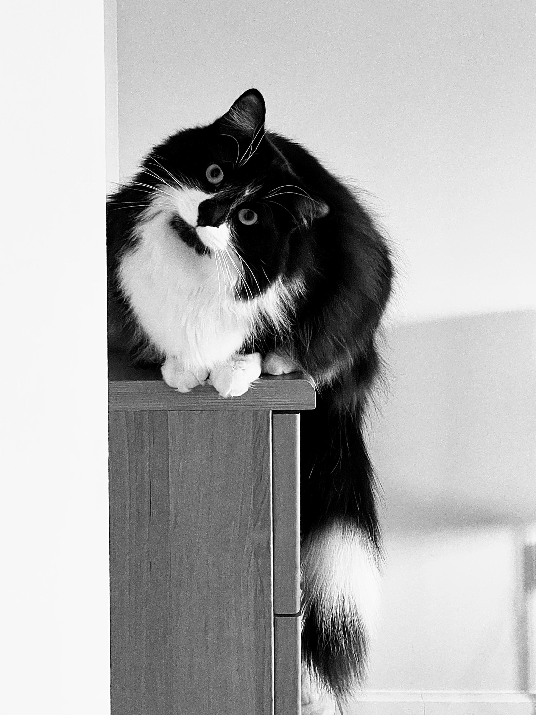 A monochrome photo of a black-and-white long-haired tuxedo cat perched atop a dresser, facing the camera head-on, his head cocked slightly to the right with a quizzical look on his face. His tail is dangling off the side of the dresser.