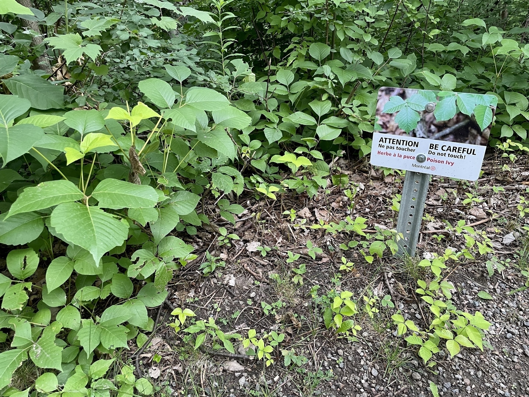 A photo of poison ivy along the side of a walking trail, with a small sign warning park visitors of its presence.