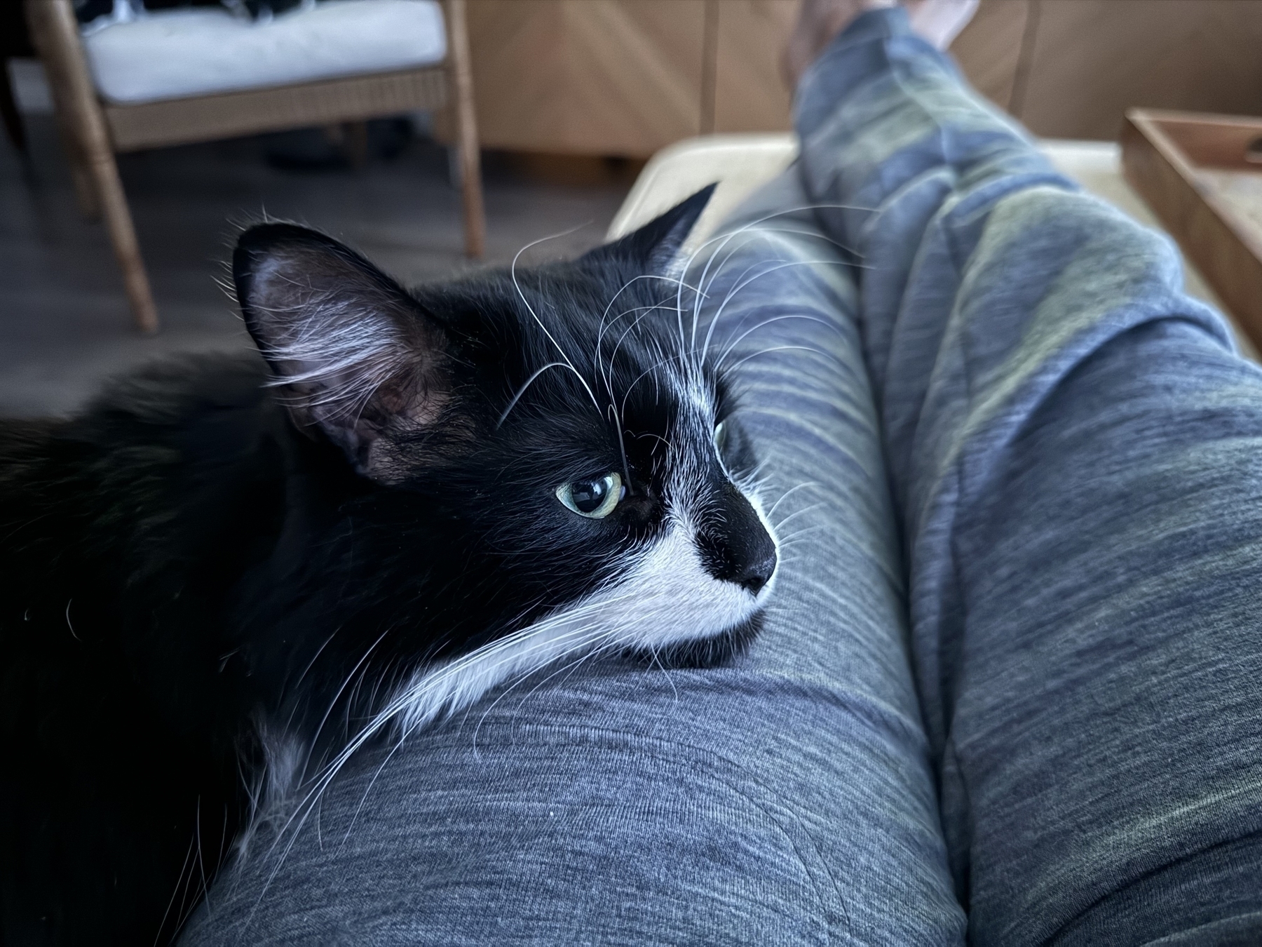 A black and white tuxedo cat rests his chin on an extended leg. The photo is taken by the person seated on a couch, legs up on an ottoman. The general mood is tranquil.