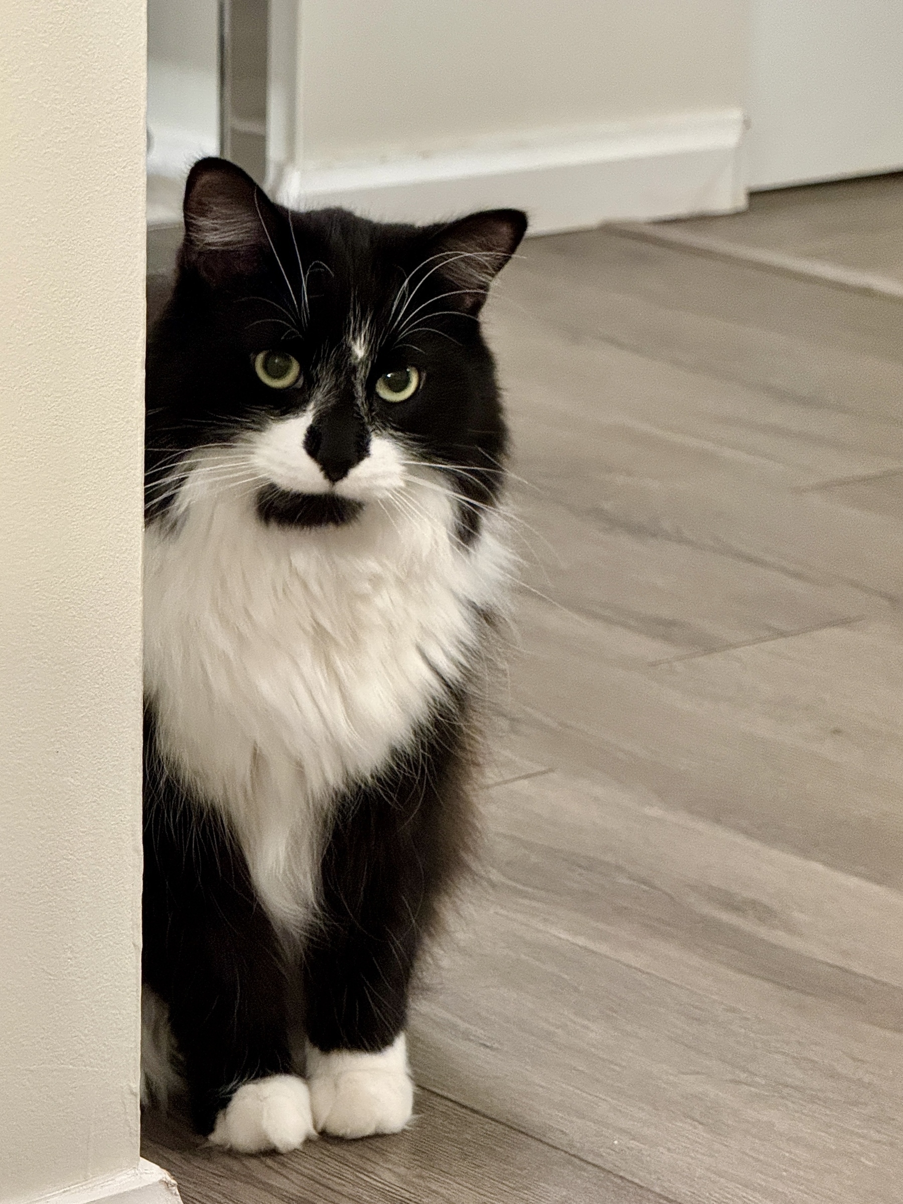 A black-and-white longhair tuxedo cat peeks around the corner behind a white wall. One paw is slightly lifted and he bears a mischievous expression, like you’re going to find a surprise in your shoe later.