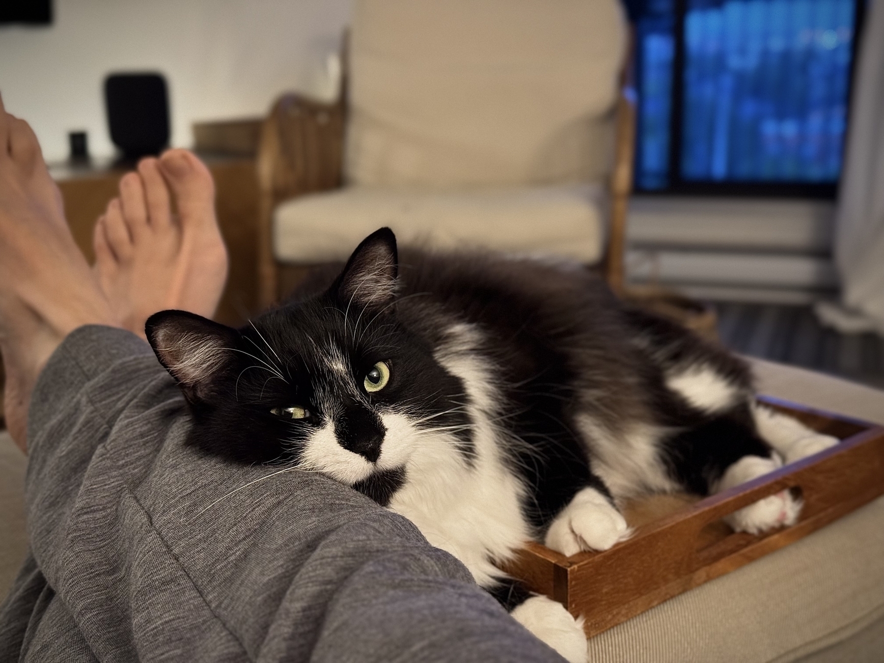 A tray rests on an ottoman in a dim living room. A man’s legs are up in the ottoman next to the tray, and a black and white tuxedo cat is curled up in the tray, its head using the man’s leg as a pillow. The mood is quiet and cozy.