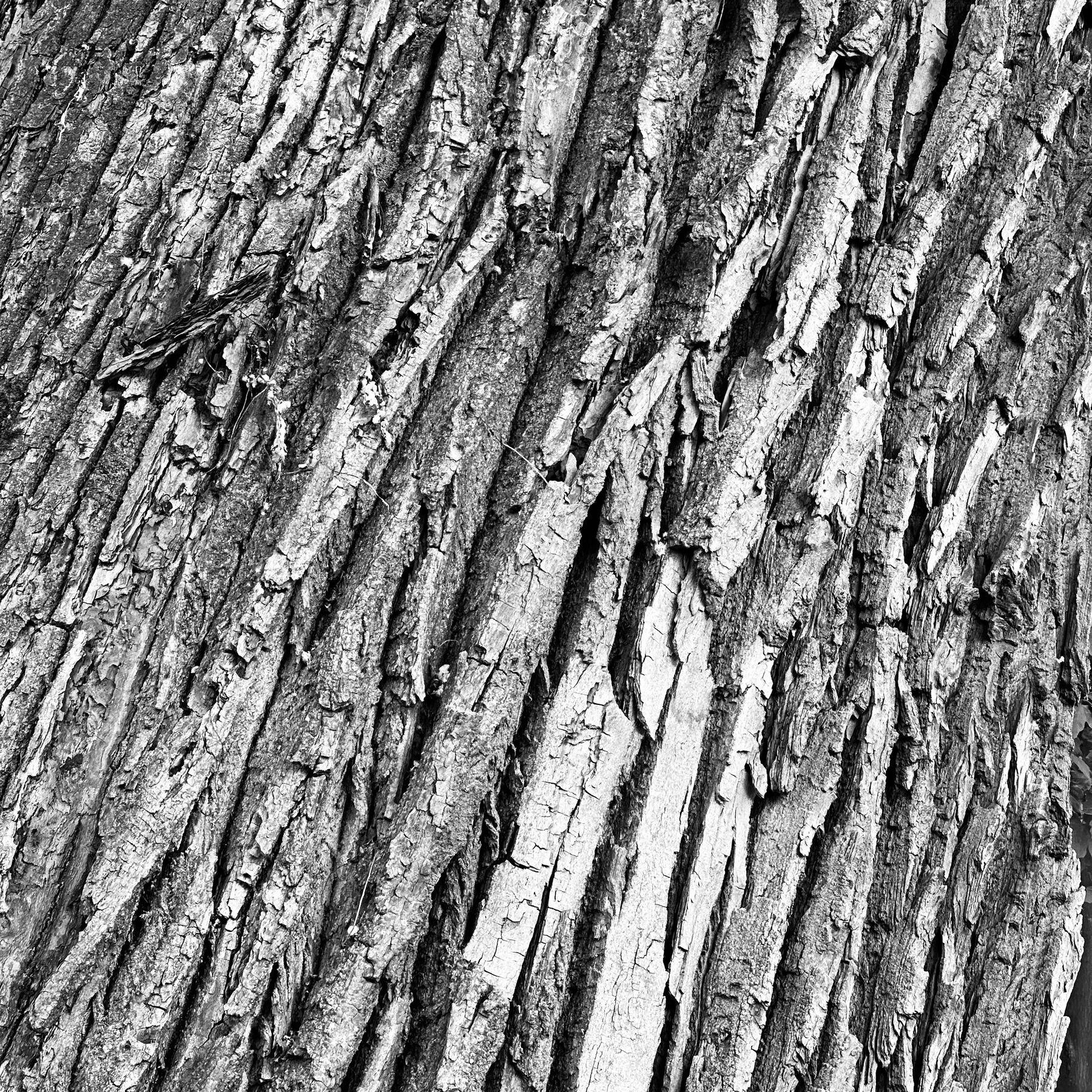Closeup of tree bark.