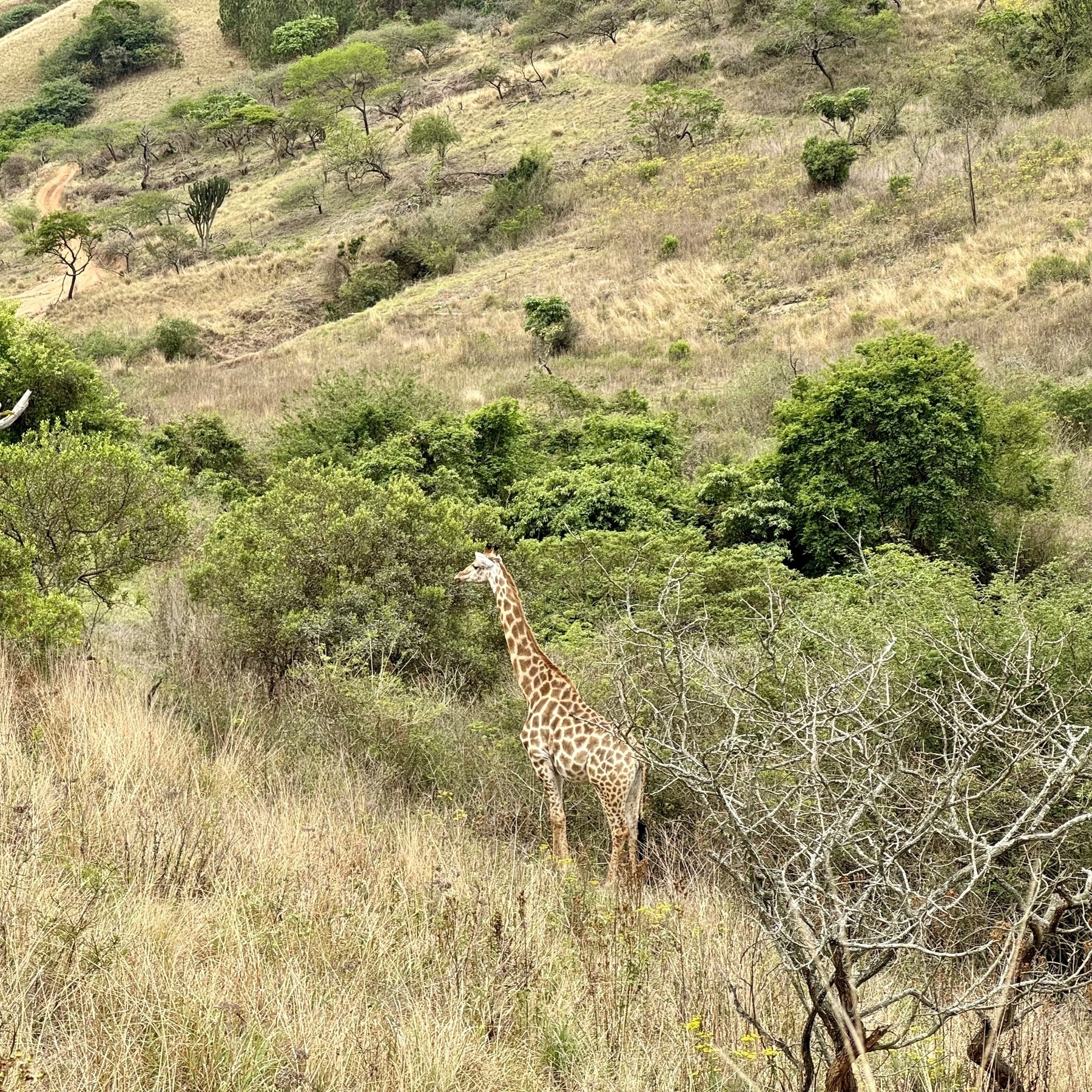 A giraffe in a valley with trees and grass behind.