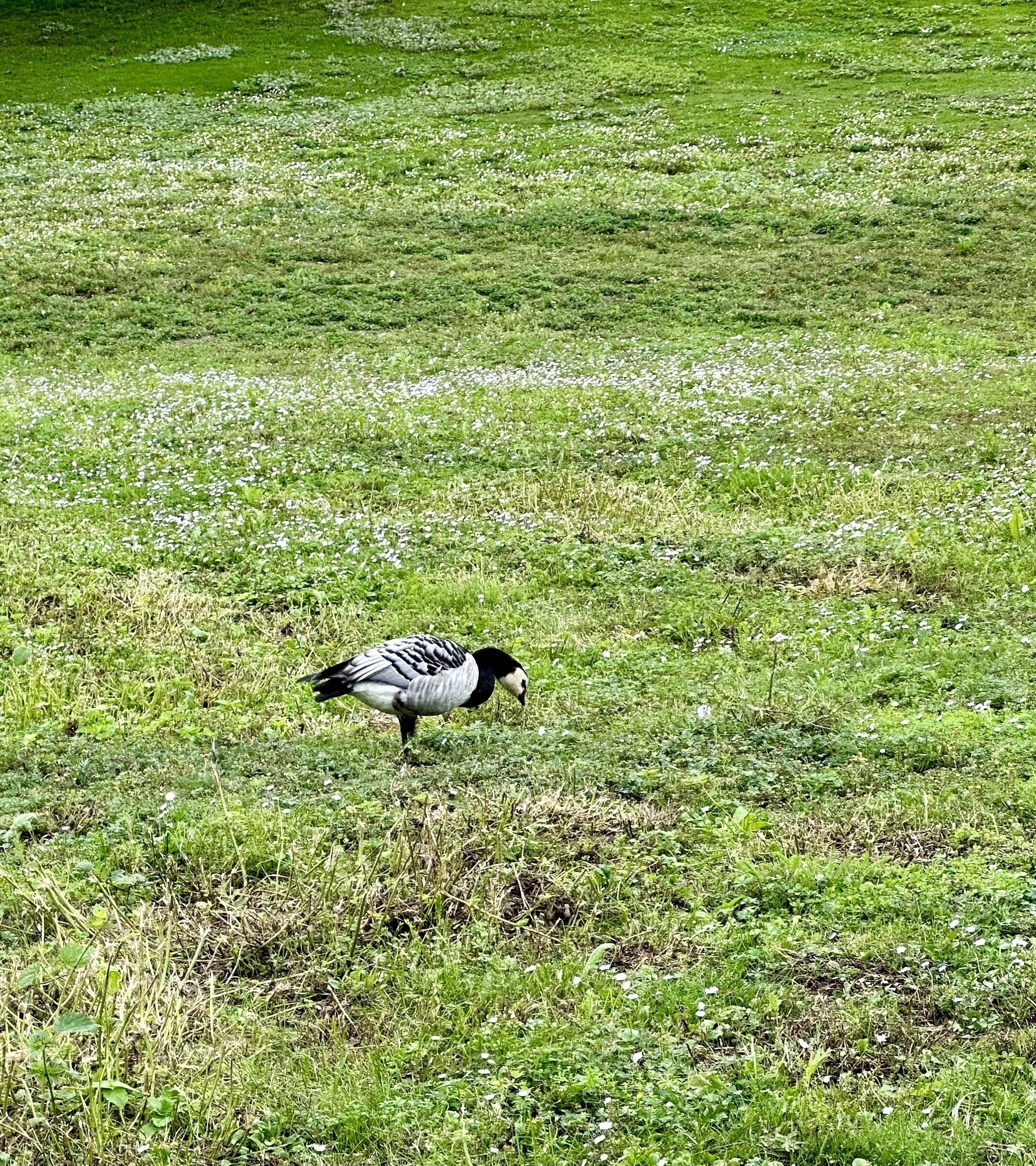A Barnacle Goose standing on some grass.