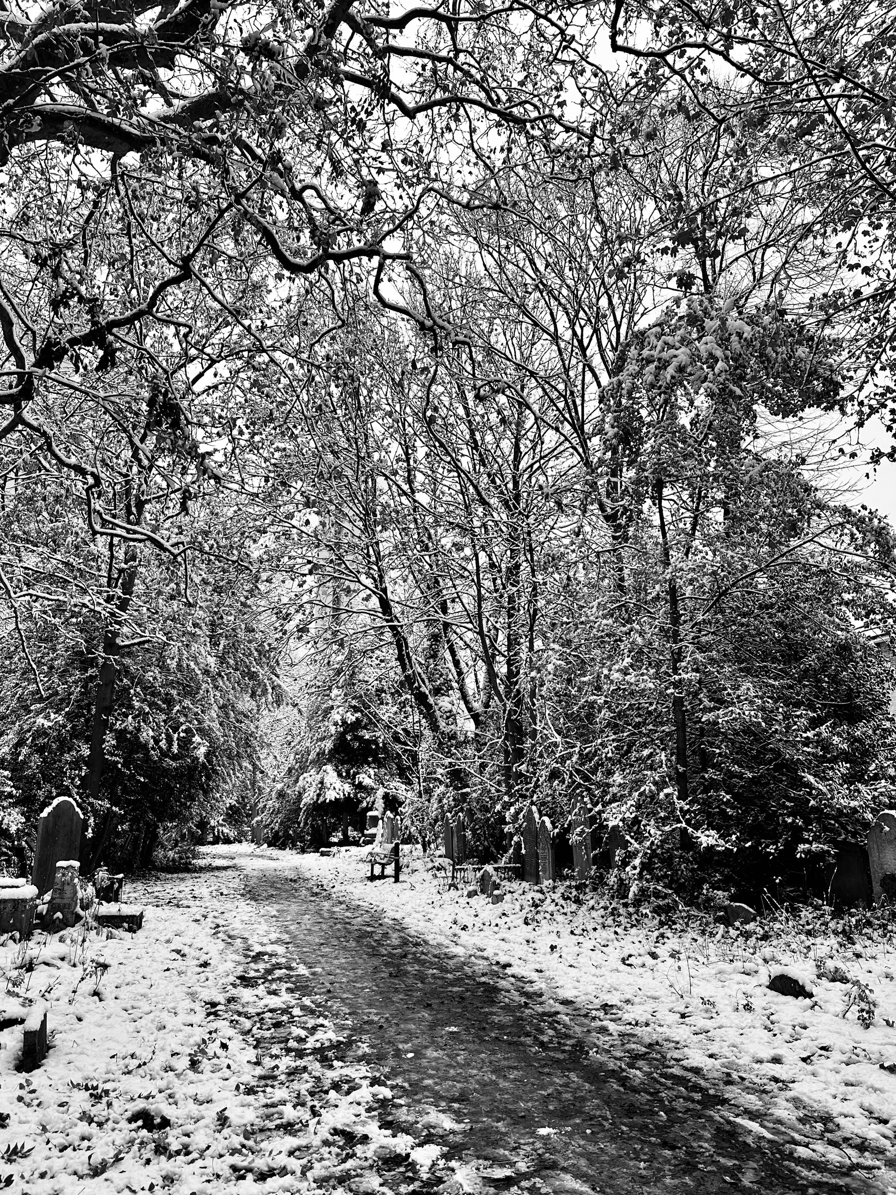 A path through a snowy cemetery.
