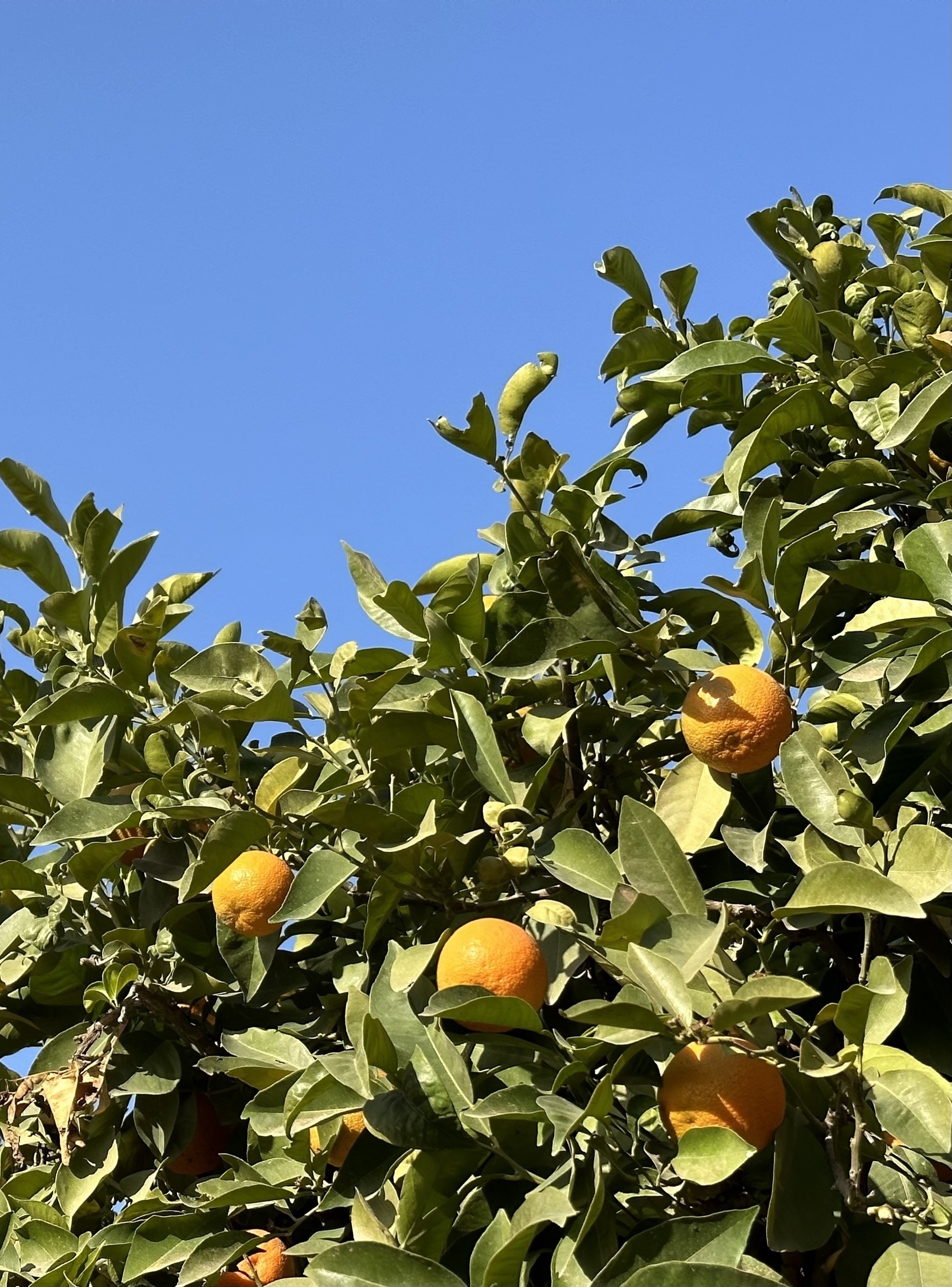 Several brightly lit oranges in a tree, with a clear blue sky above.