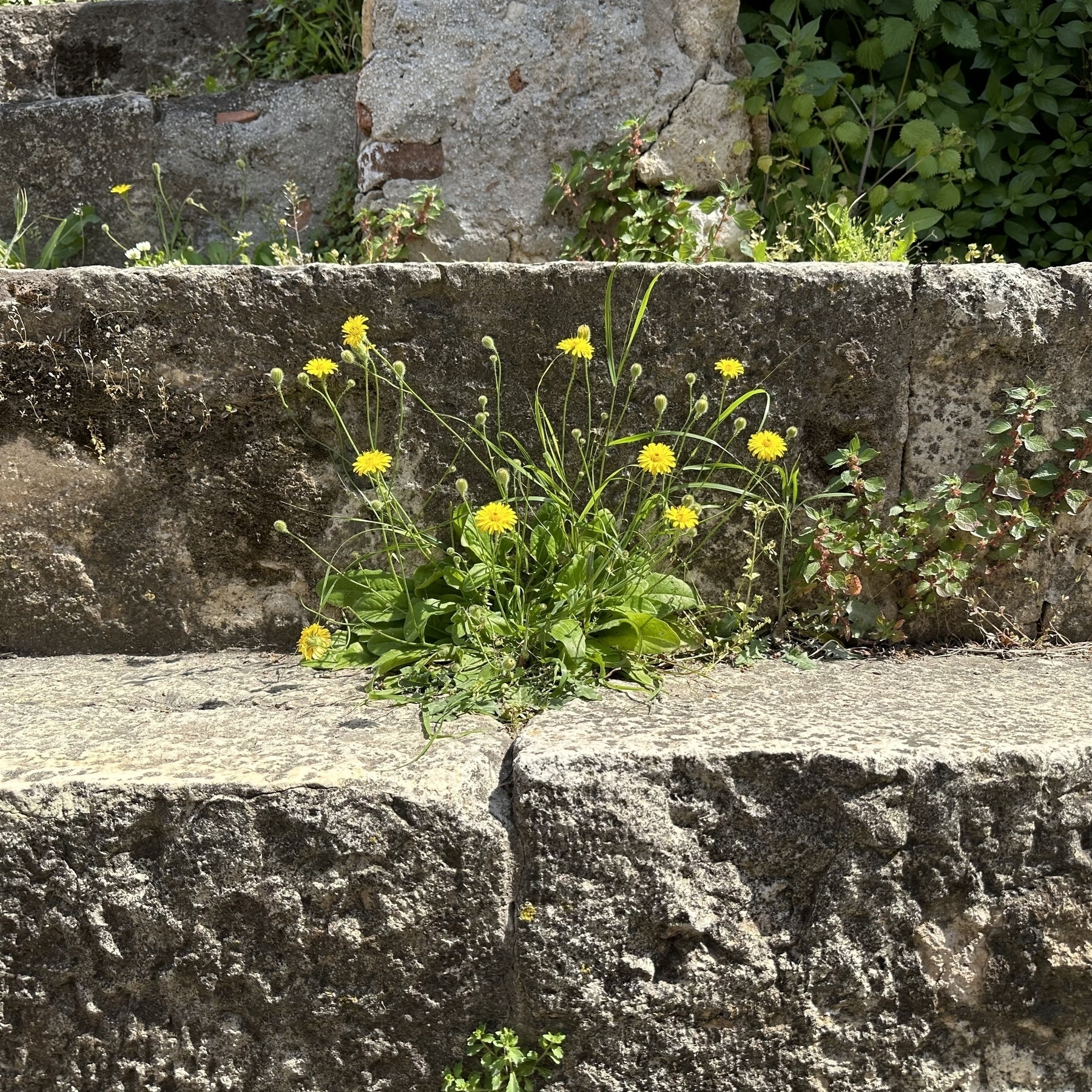 Flatweed growing out of the gap between stones in a set of stone steps.