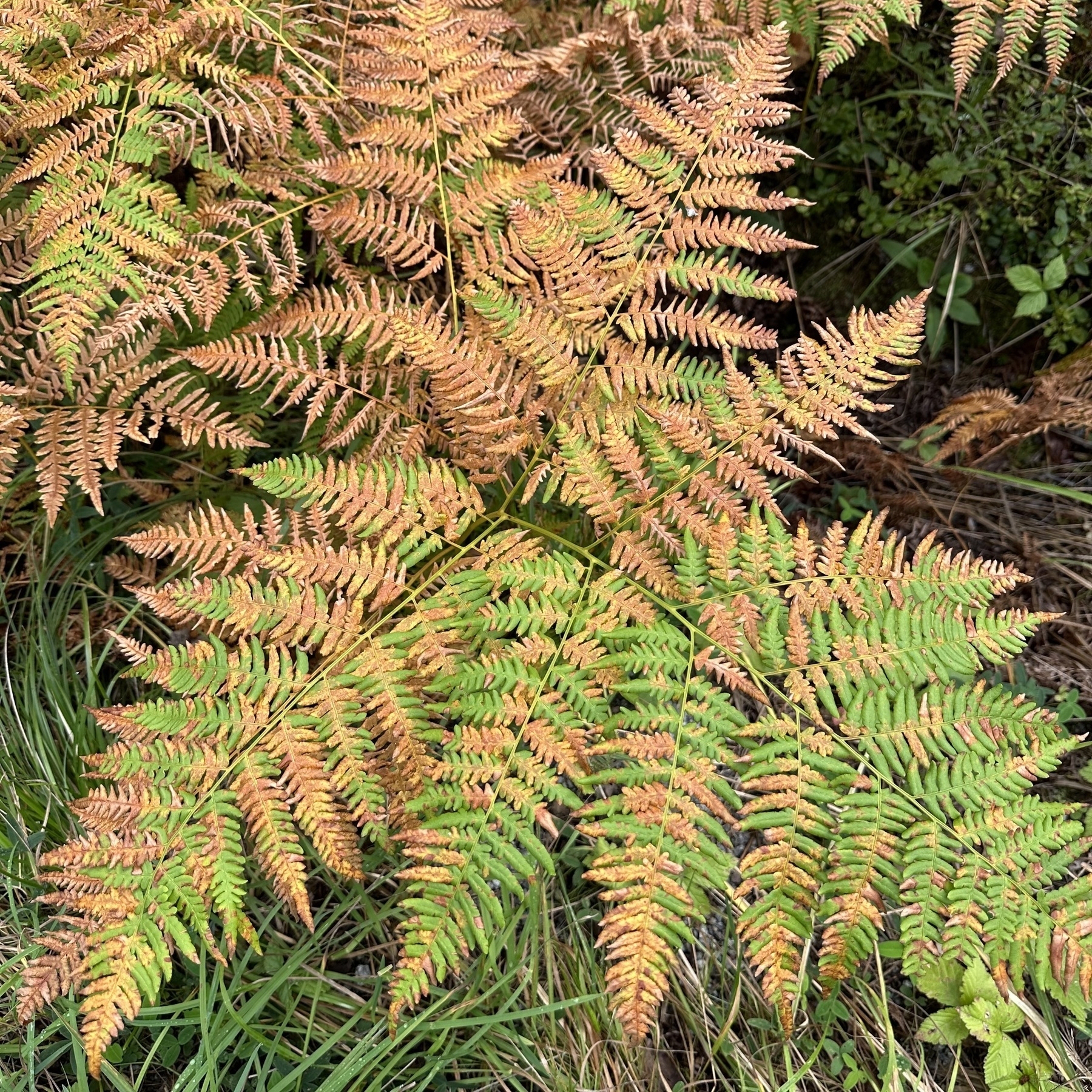 A fern with some leaves green and some brown.
