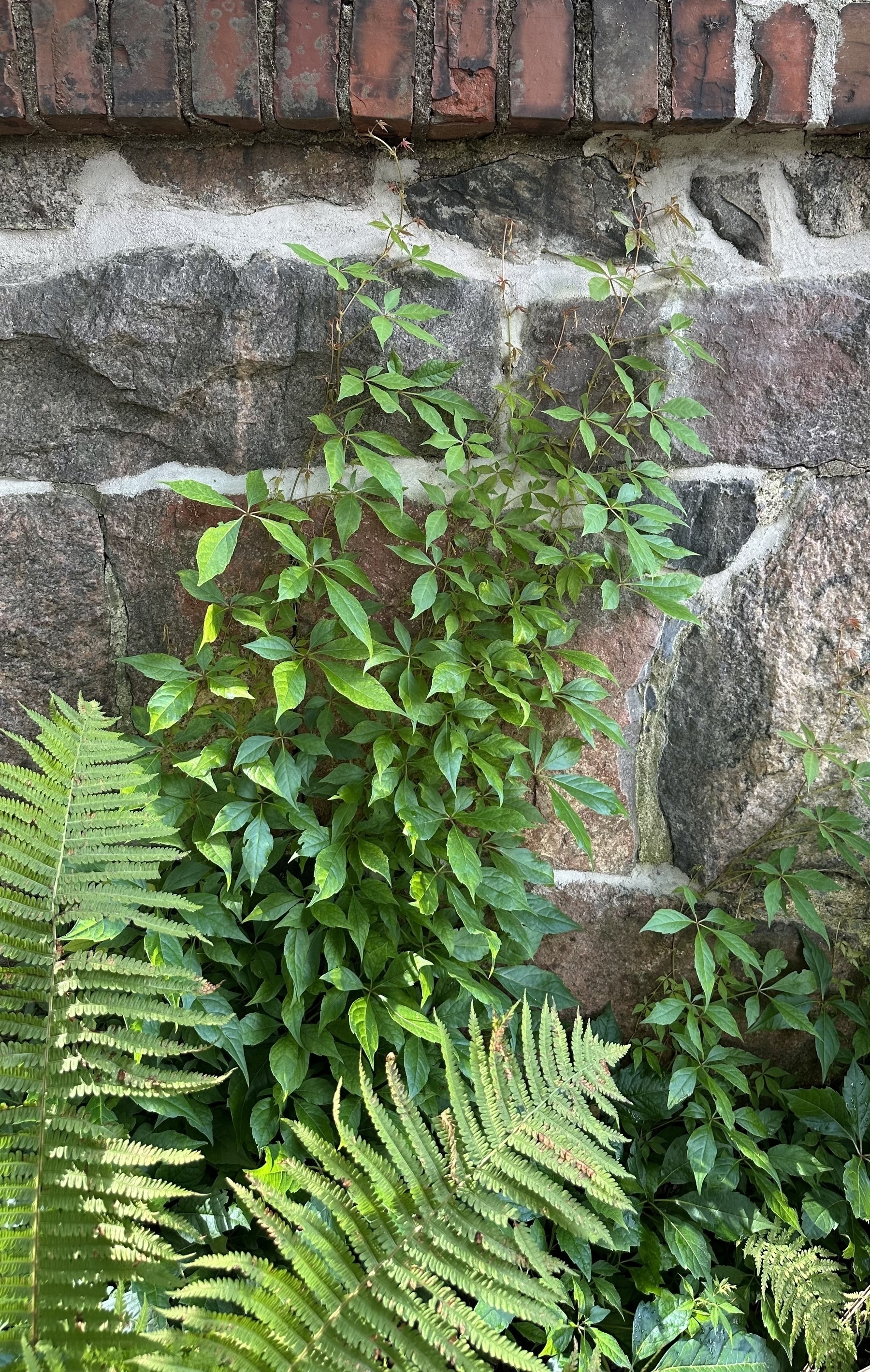 A plant growing up a stone wall.