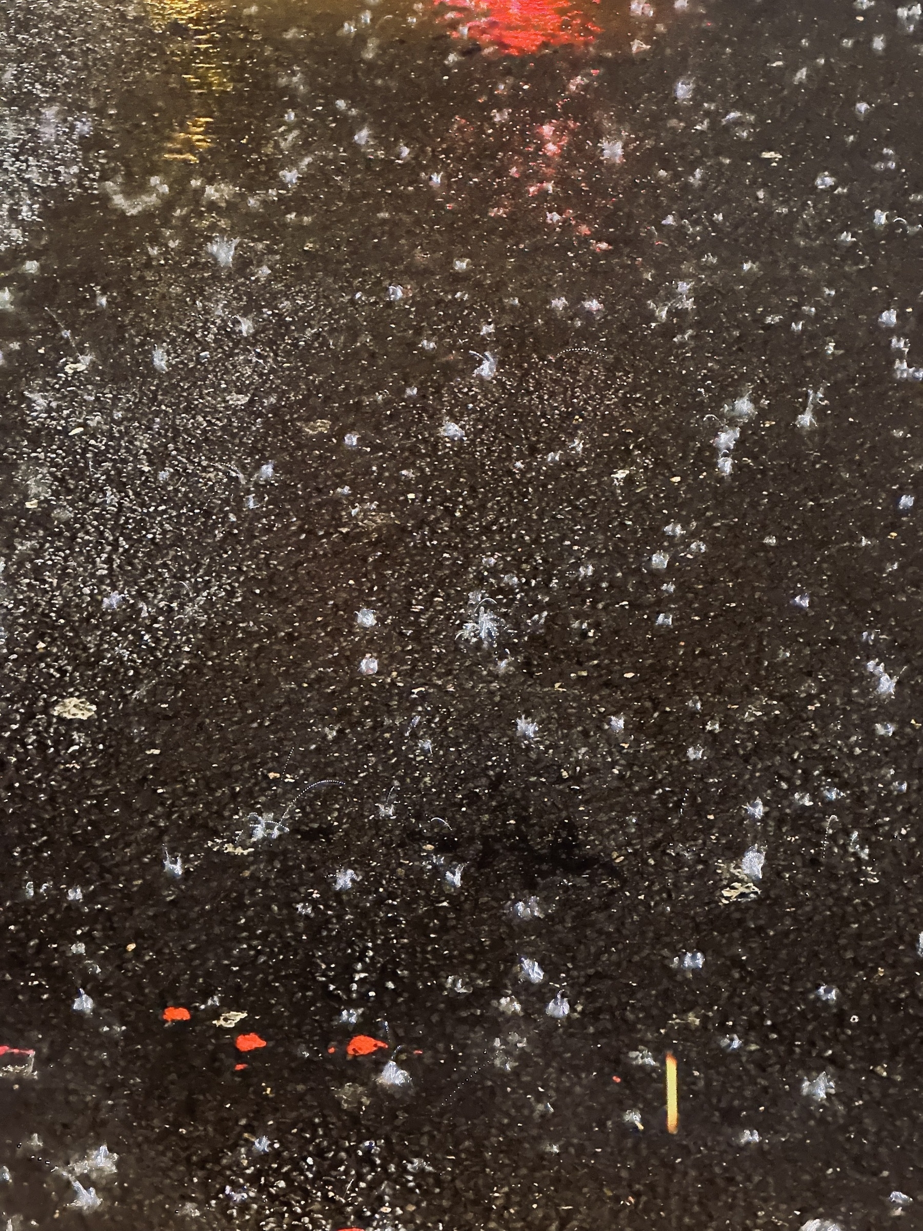 Raindrops and reflections of light on wet tarmac at night.