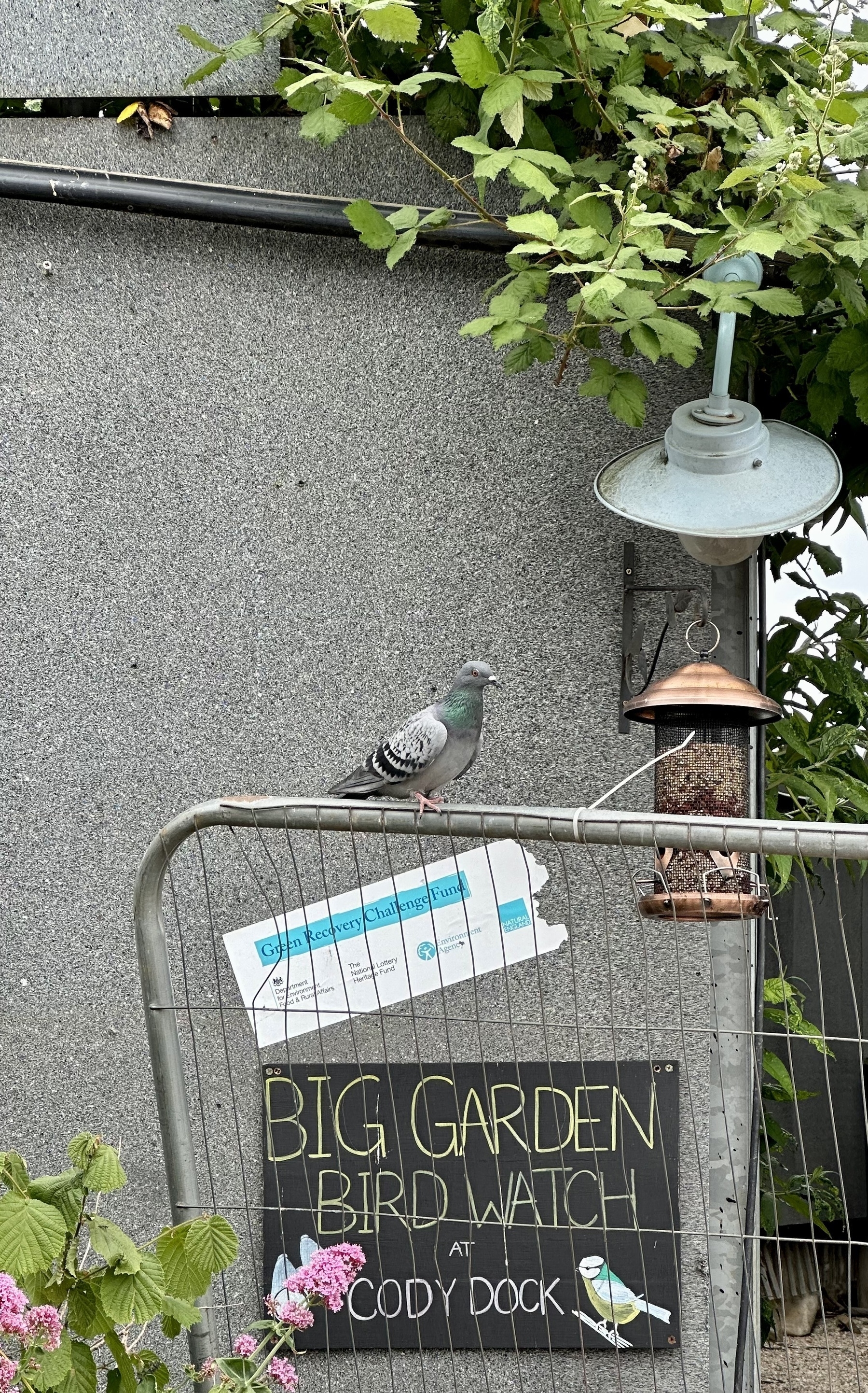 A pigeon perched on a metal fence above a sign that says Big Garden Bird Watch at Cody Dock.