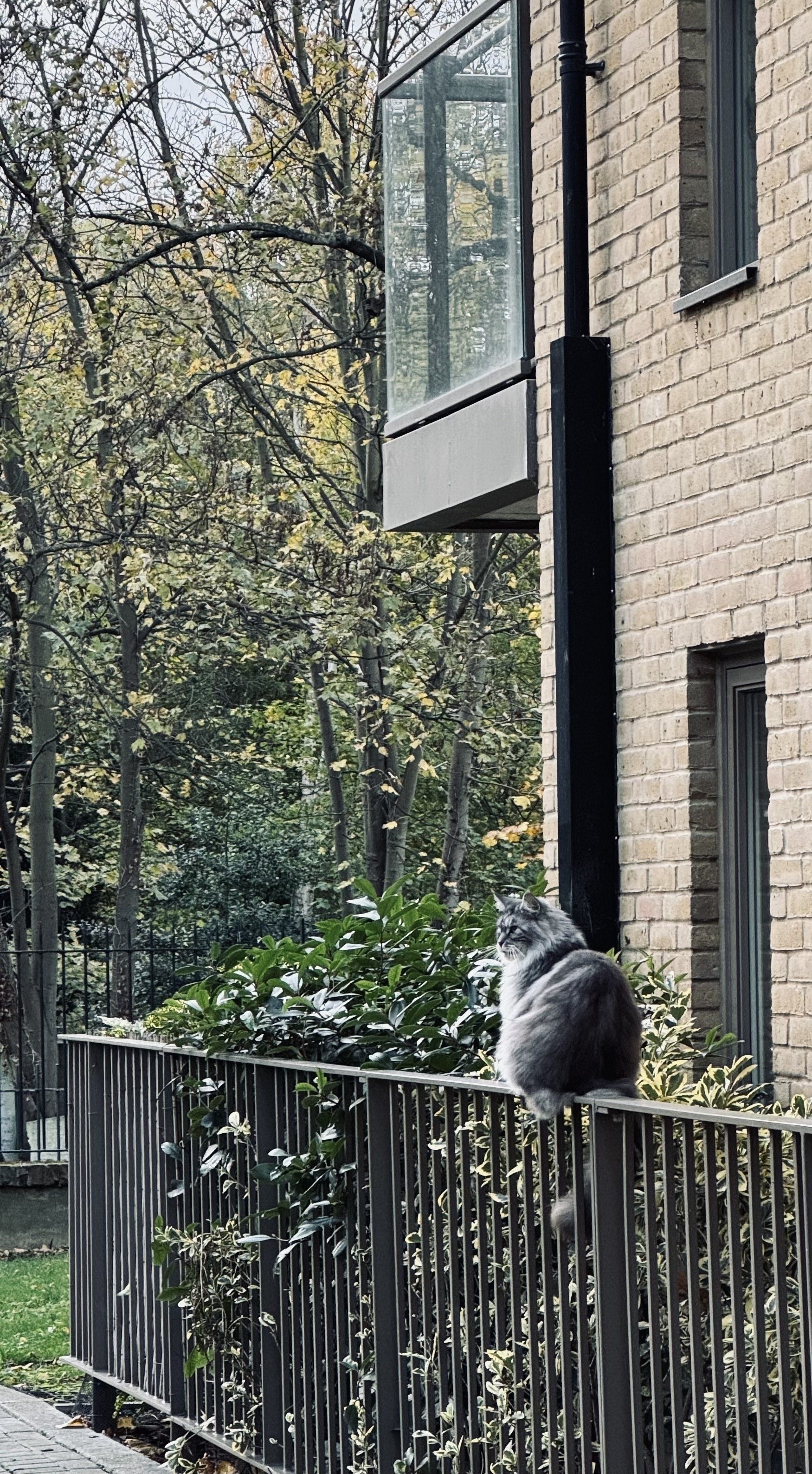 A fluffy grey cat sat on a fence outside a block of flats.