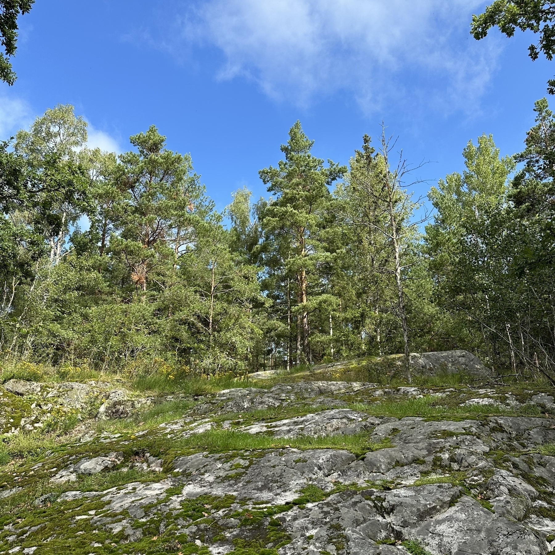 Blue sky above trees, with rocky outcrops in the foreground.