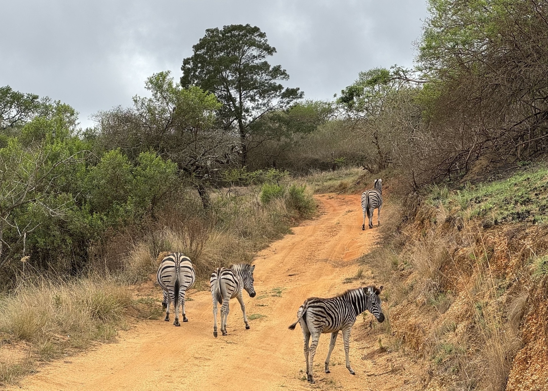 Four zebras wandering up a dirt road.