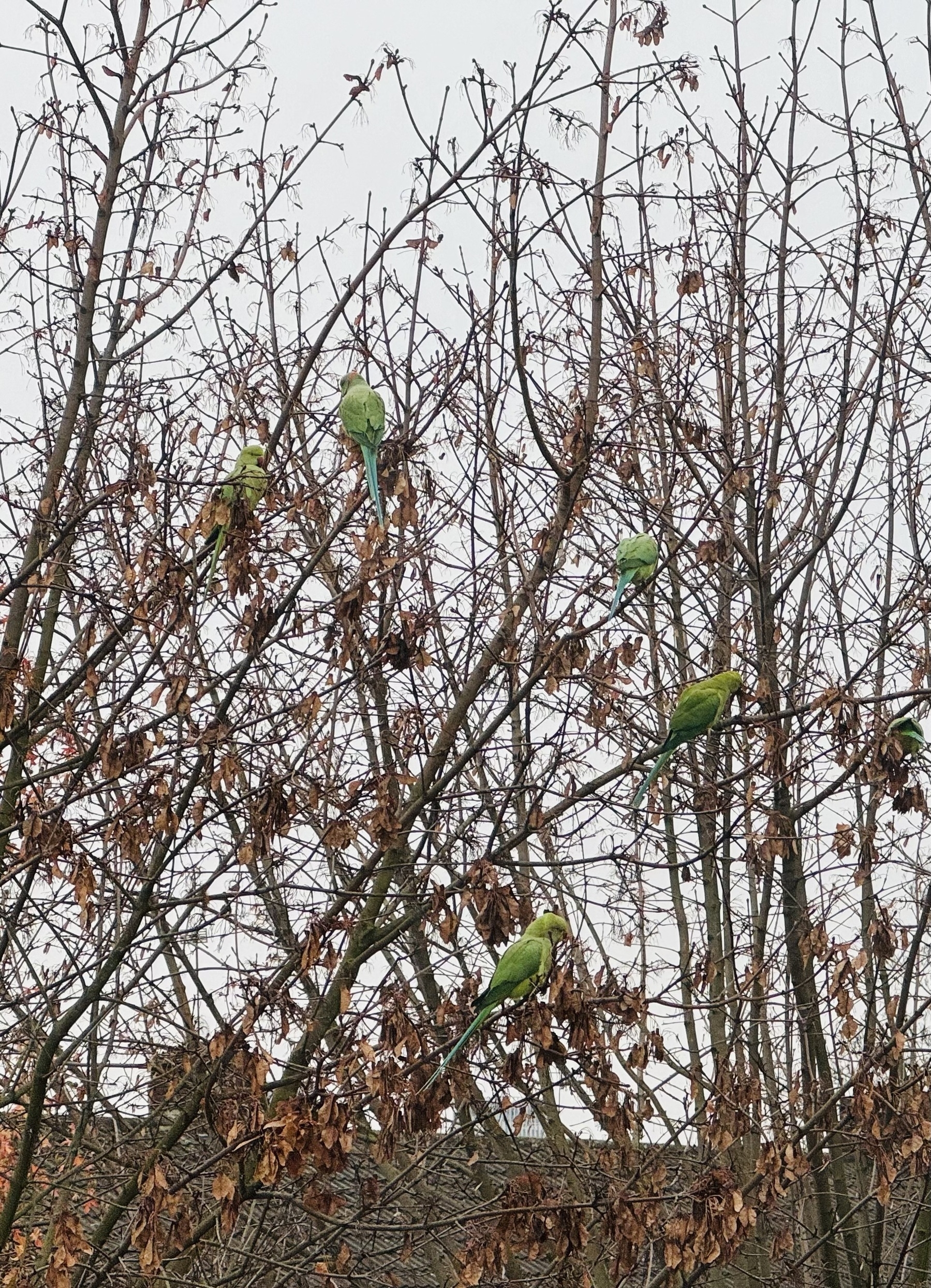 Some parakeets in a bare tree.